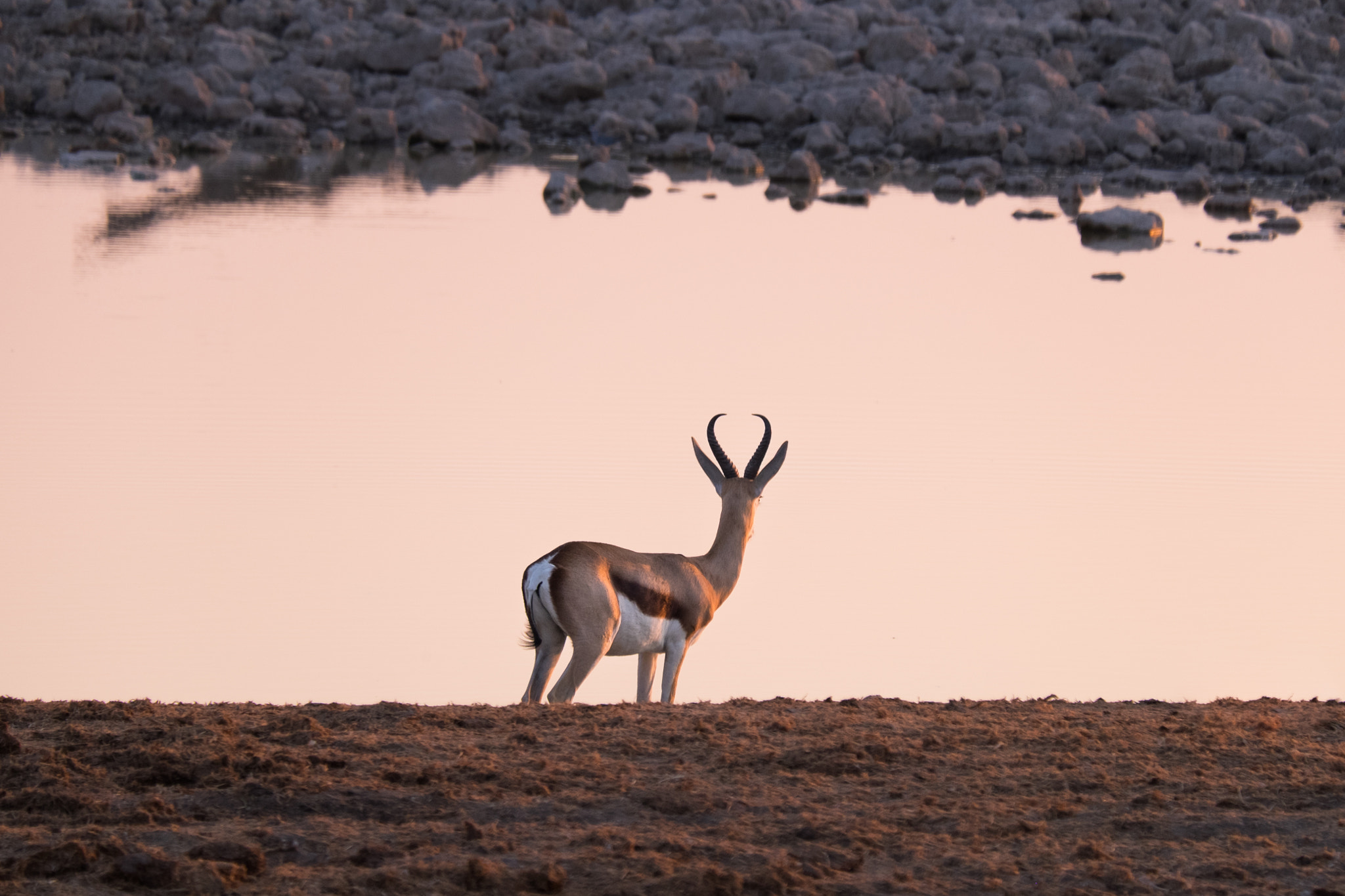 Fujifilm X-T1 + Fujifilm XC 50-230mm F4.5-6.7 OIS sample photo. Springbok photography