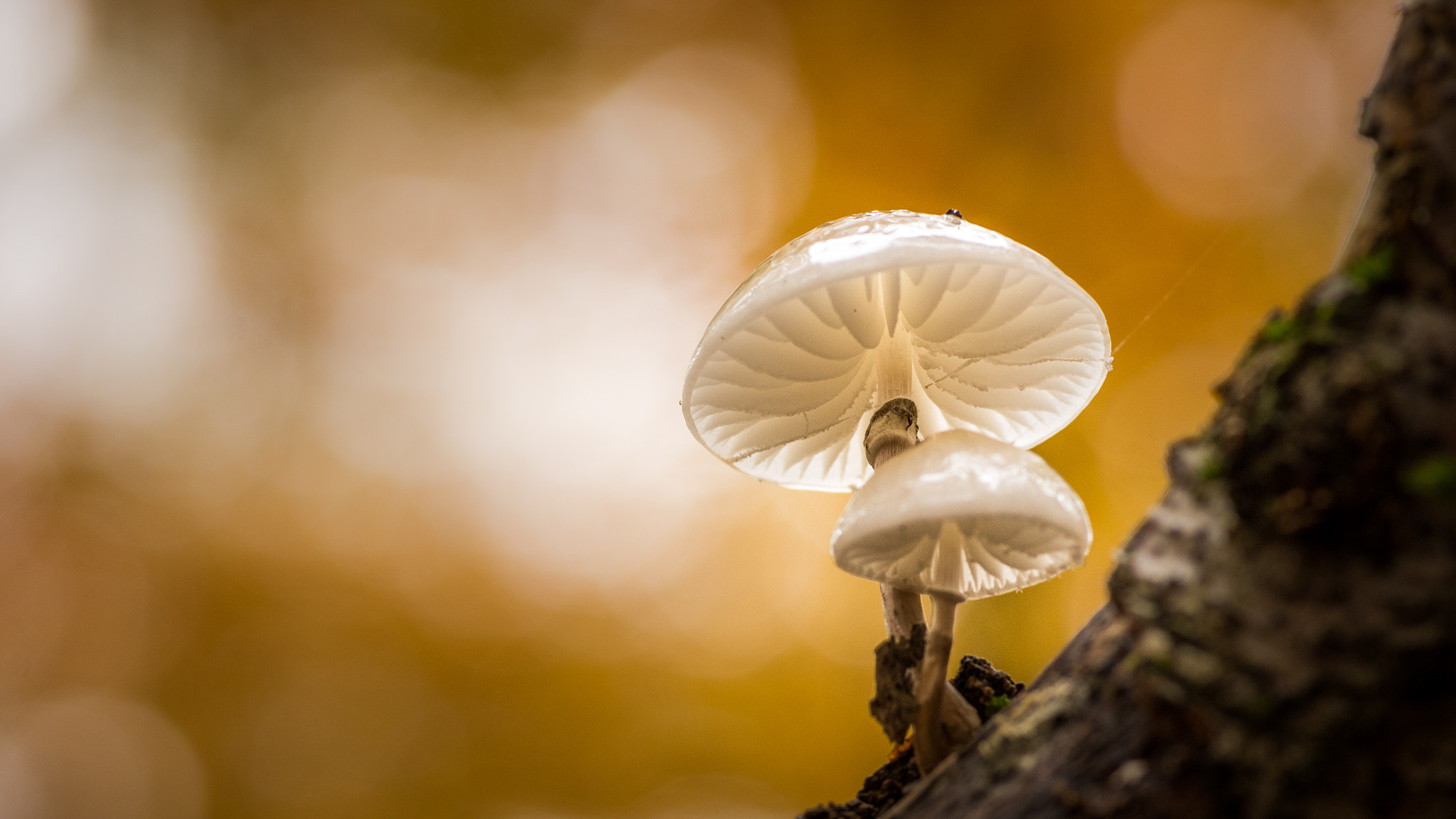 Pentax smc D-FA 100mm F2.8 Macro WR sample photo. Mushrooms | magical beauty in autumn forest photography
