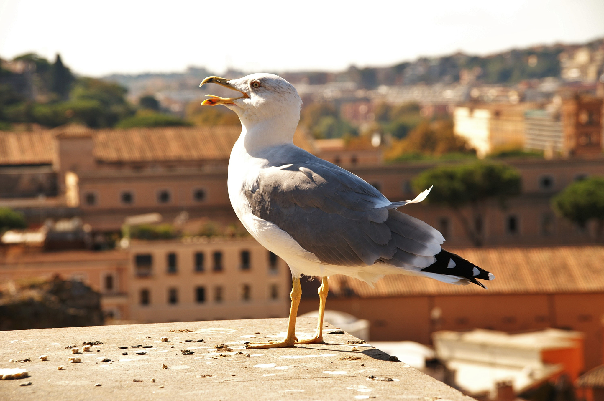 Sigma 18-200mm F3.5-6.3 DC sample photo. Bird photography