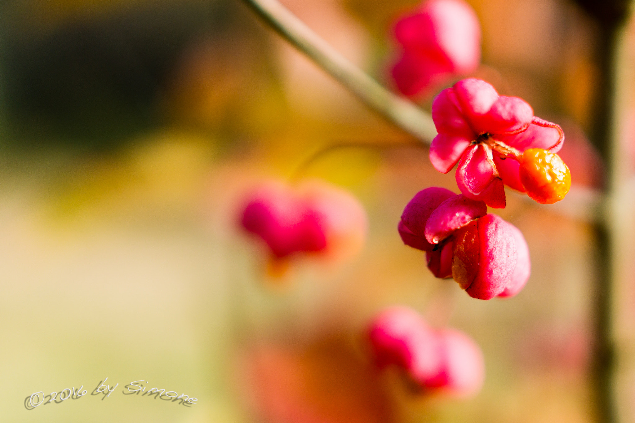 Sony Sonnar T* E 24mm F1.8 ZA sample photo. Herbstlicher spindelstrauch photography
