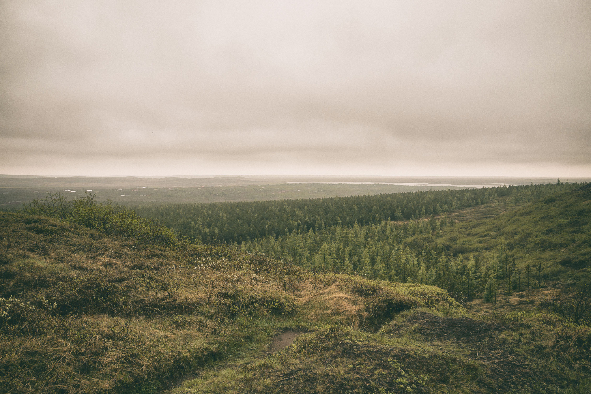 Olympus OM-D E-M10 + Olympus M.Zuiko Digital ED 14-42mm F3.5-5.6 EZ sample photo. Icelandic forest photography