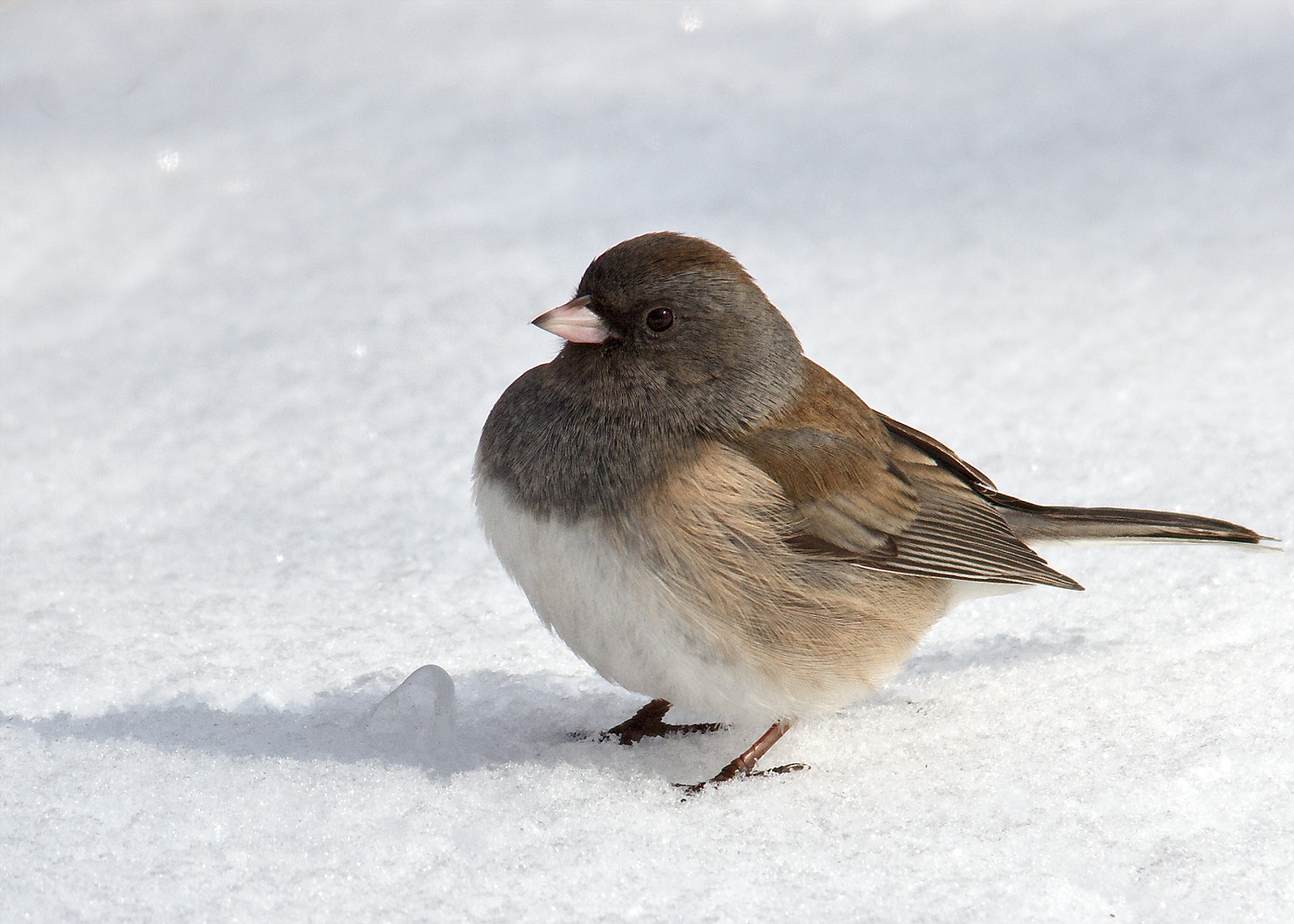 Sigma 150-500mm F5-6.3 DG OS HSM sample photo. Dark eyed junco photography
