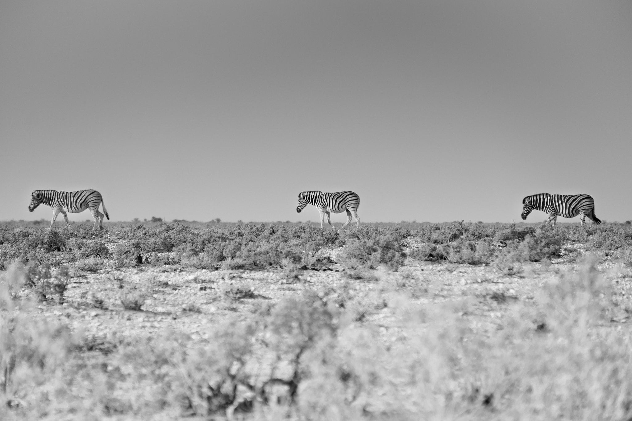 Fujifilm X-T1 + Fujifilm XC 50-230mm F4.5-6.7 OIS sample photo. Crossing zebras photography