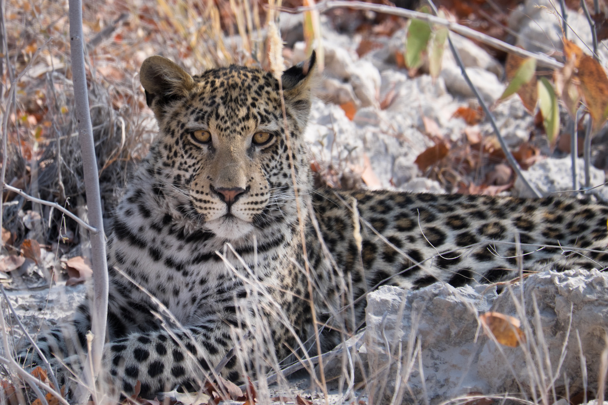 Fujifilm X-T1 + Fujifilm XC 50-230mm F4.5-6.7 OIS sample photo. Wild cat photography