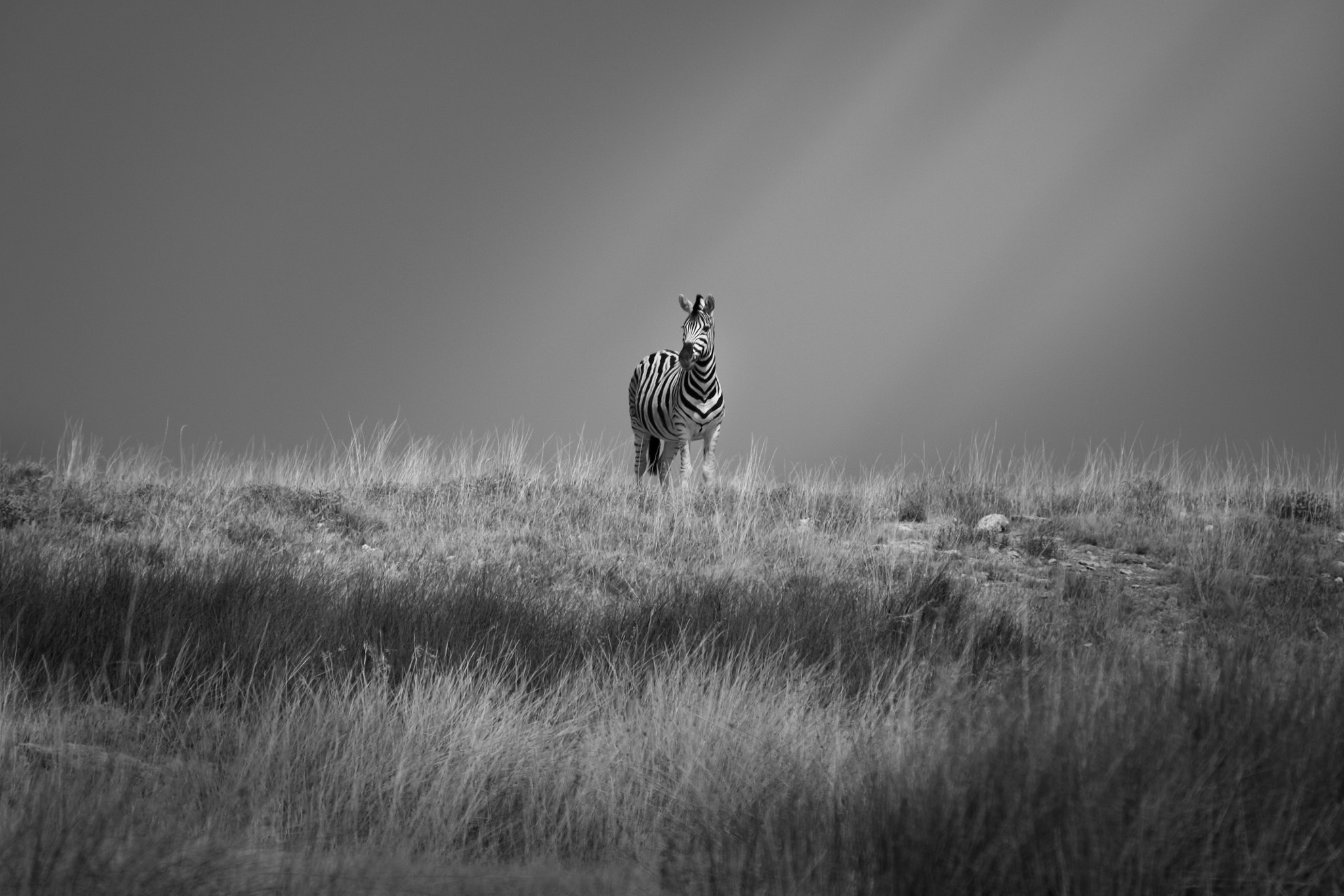 Fujifilm X-T1 + Fujifilm XC 50-230mm F4.5-6.7 OIS sample photo. Glory zebra photography