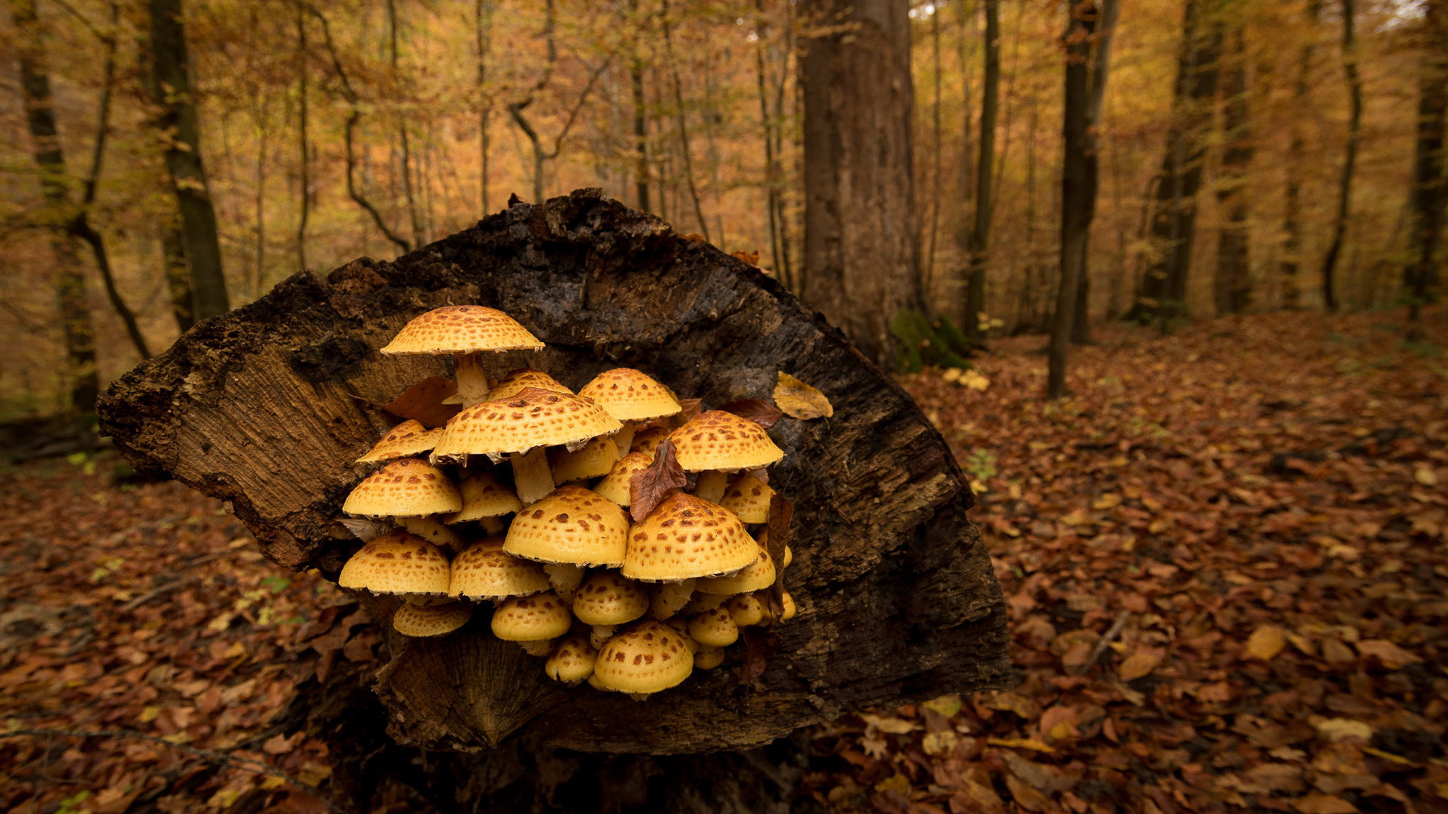 Pentax smc DA 12-24mm F4.0 ED AL (IF) sample photo. Autumn forest | world of mushrooms photography