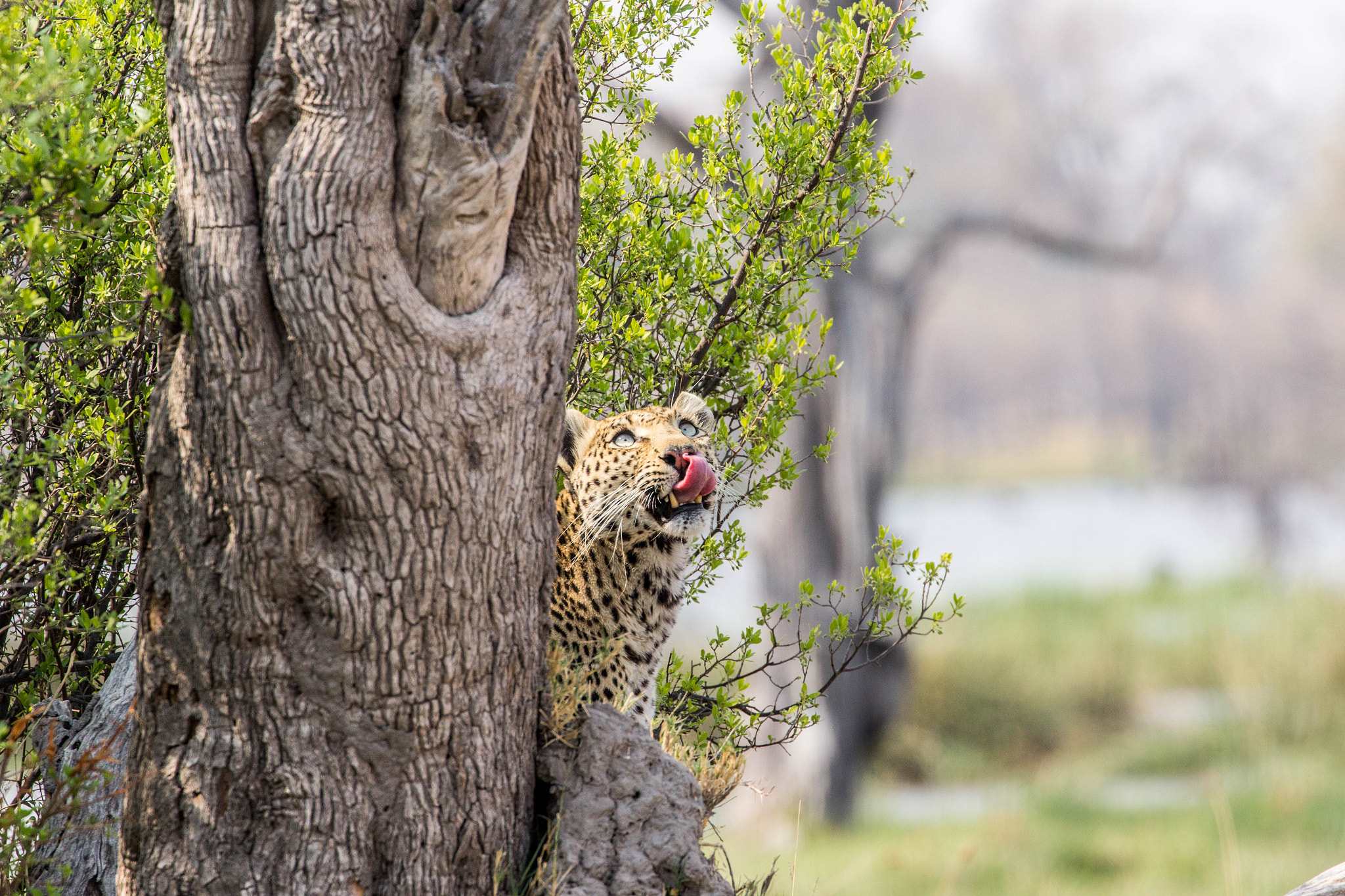 Canon EF 70-300mm F4-5.6L IS USM sample photo. Leopard photography