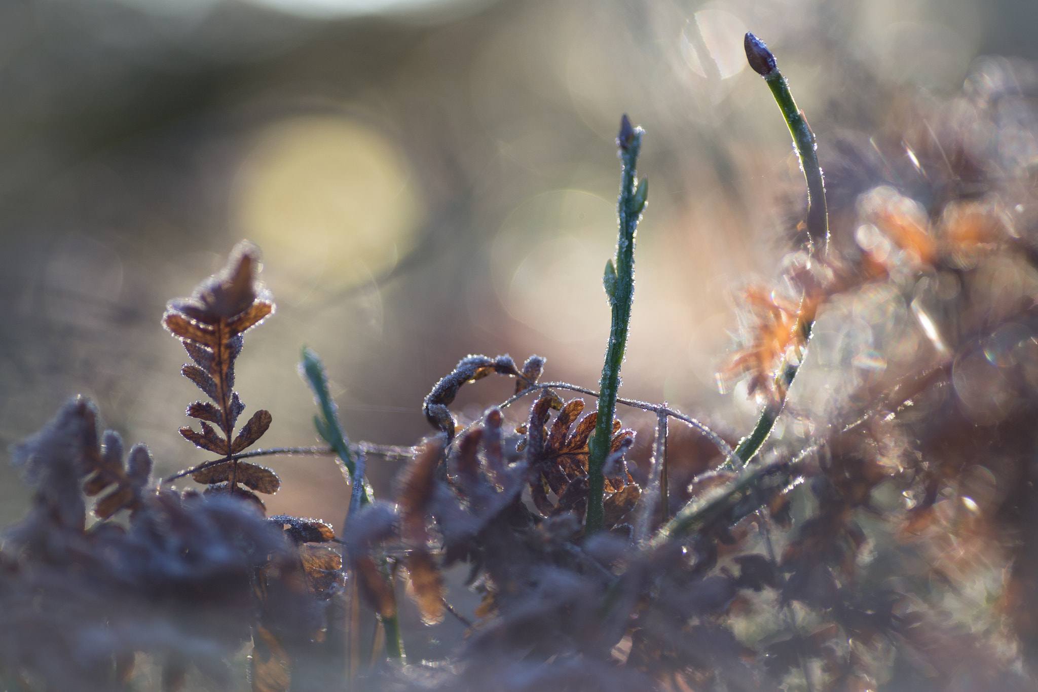 Canon EOS 6D sample photo. Frosty morning in the woods photography