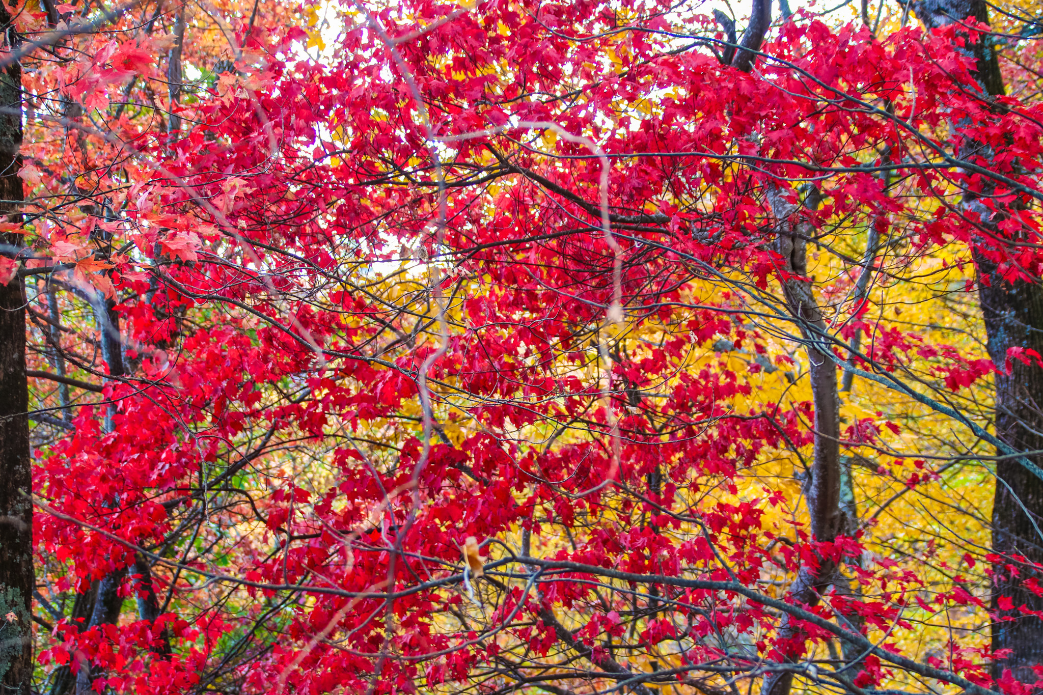 Canon EF 75-300mm F4.0-5.6 IS USM sample photo. Fall is in the air photography