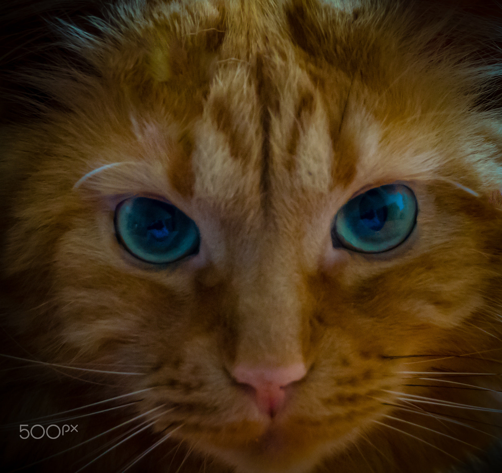 Sigma 18-250mm F3.5-6.3 DC Macro OS HSM sample photo. Mr  cat photography