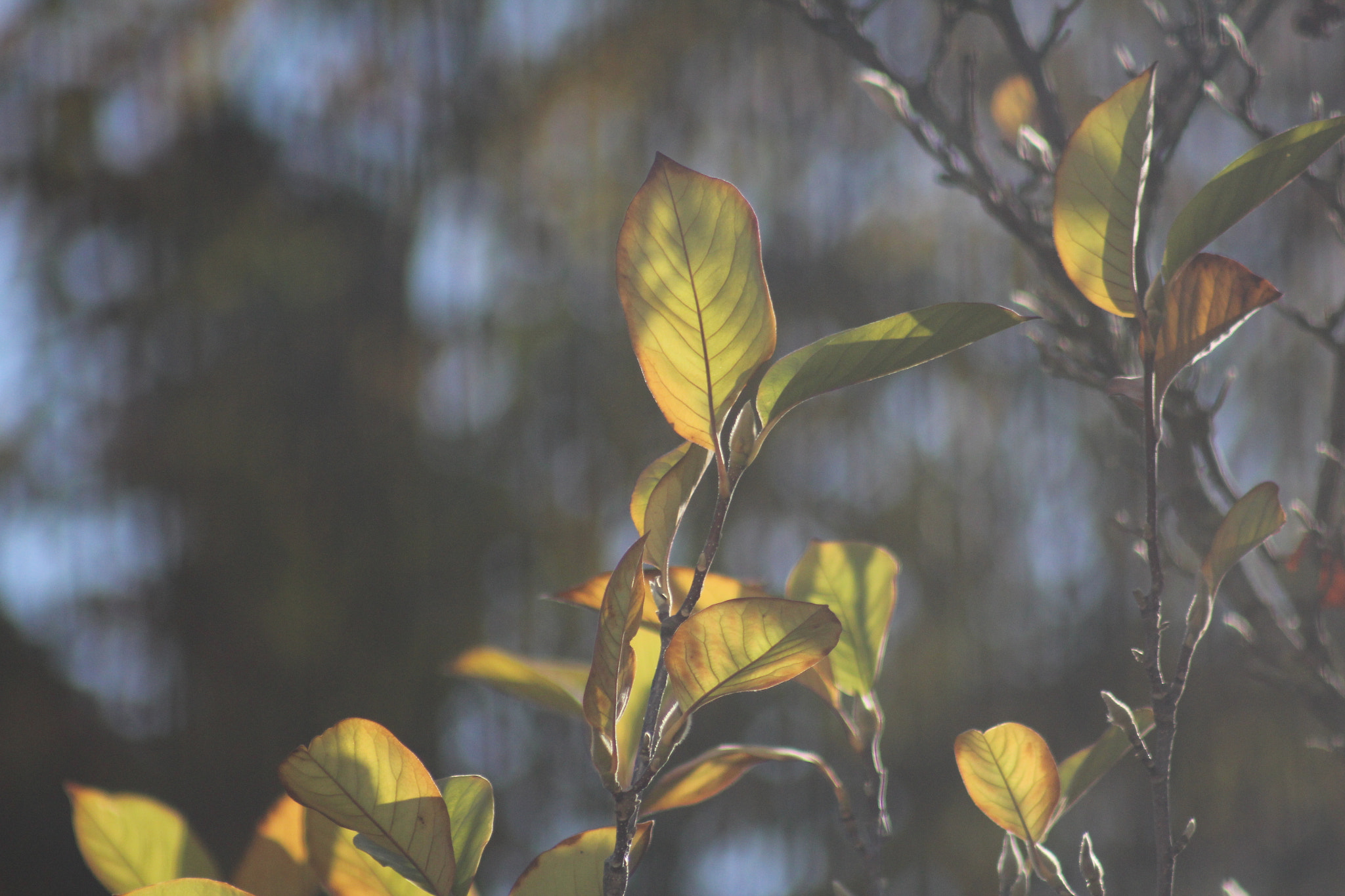 Canon EF 75-300mm f/4-5.6 USM sample photo. Img photography