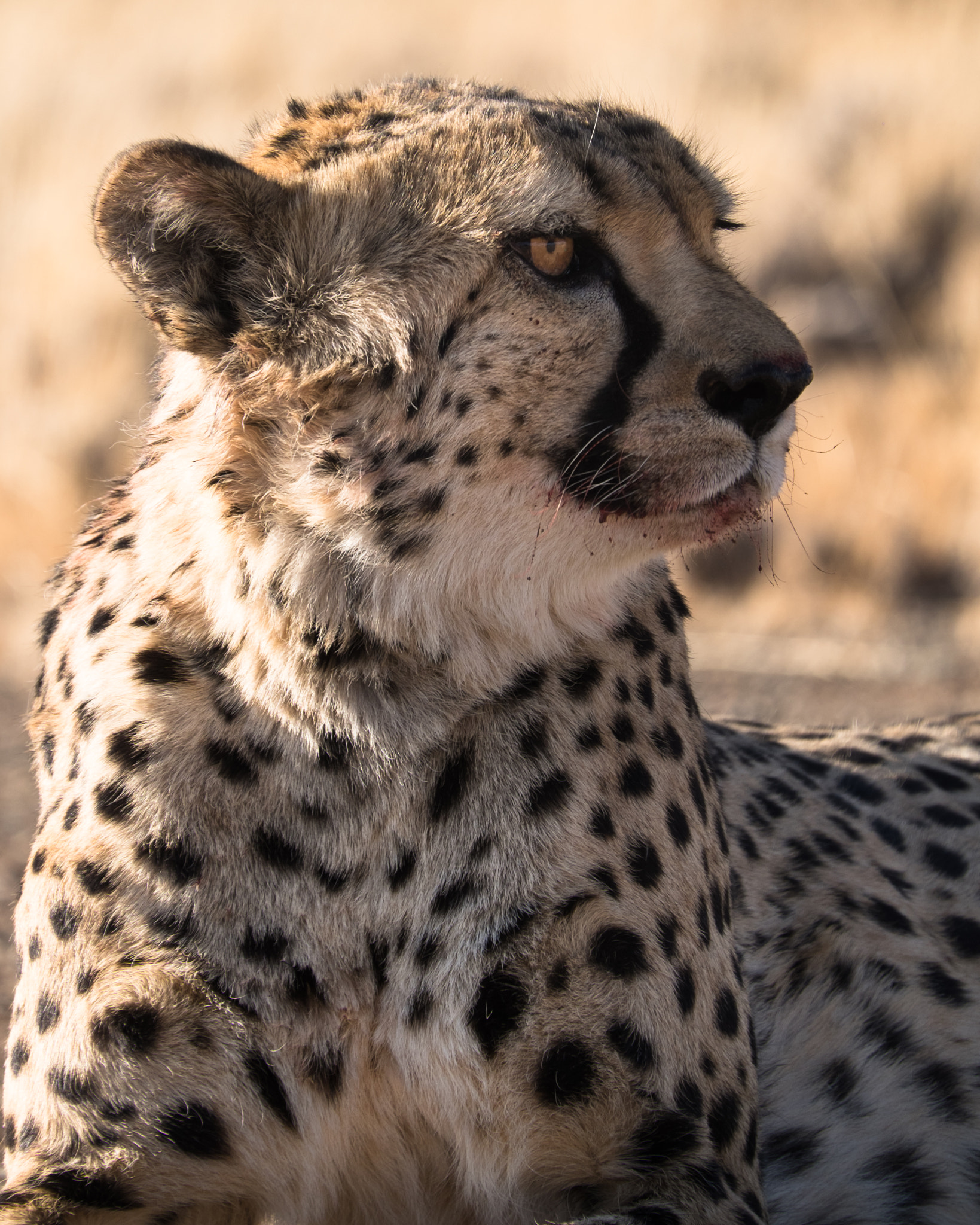 Fujifilm X-T1 + Fujifilm XC 50-230mm F4.5-6.7 OIS sample photo. Majestic cheetah photography