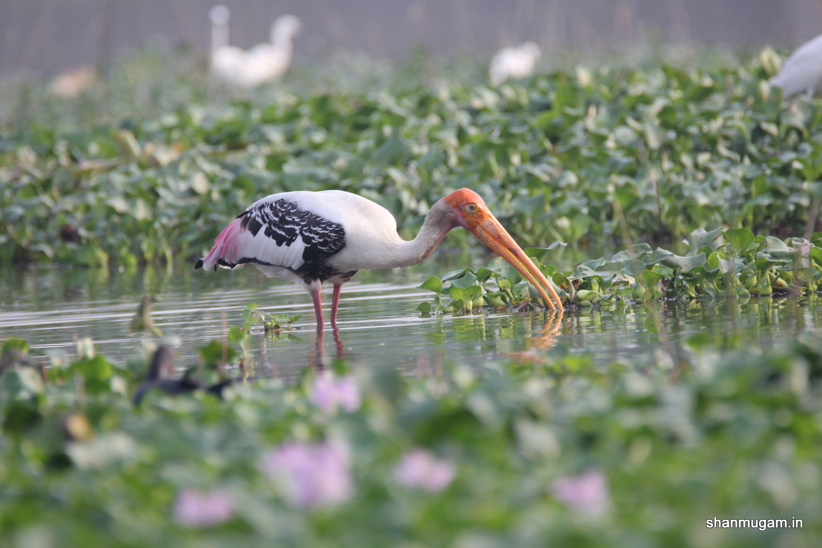 Tamron SP 150-600mm F5-6.3 Di VC USD sample photo. Birds painted stok photography