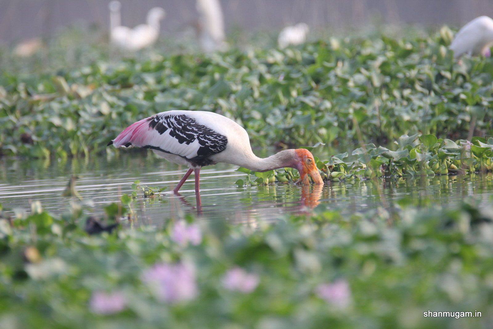 Tamron SP 150-600mm F5-6.3 Di VC USD sample photo. Birds painted stok photography