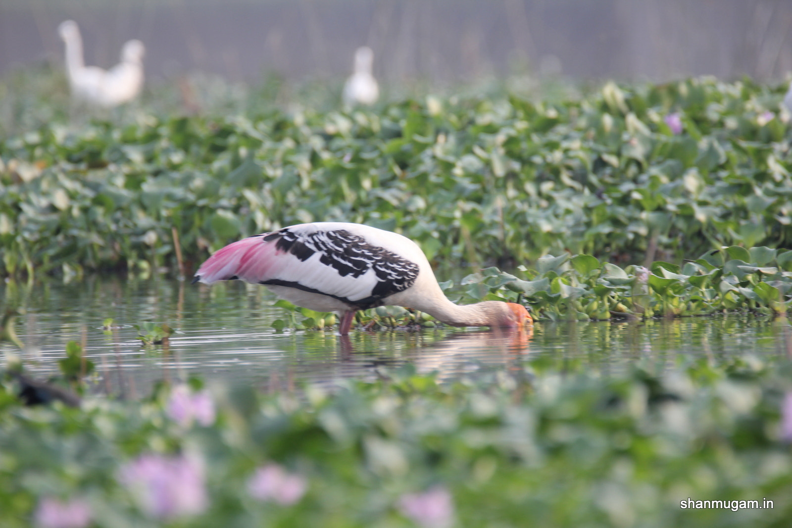 Tamron SP 150-600mm F5-6.3 Di VC USD sample photo. Birds painted stok photography