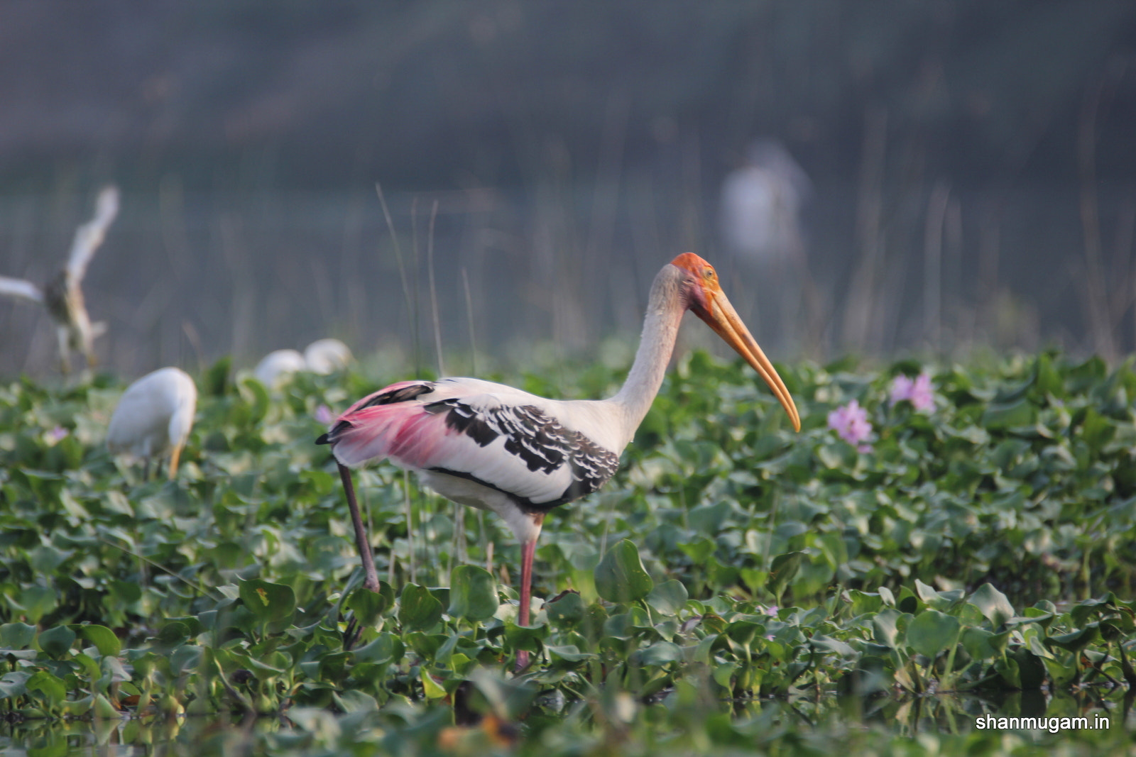 Tamron SP 150-600mm F5-6.3 Di VC USD sample photo. Birds painted stok photography