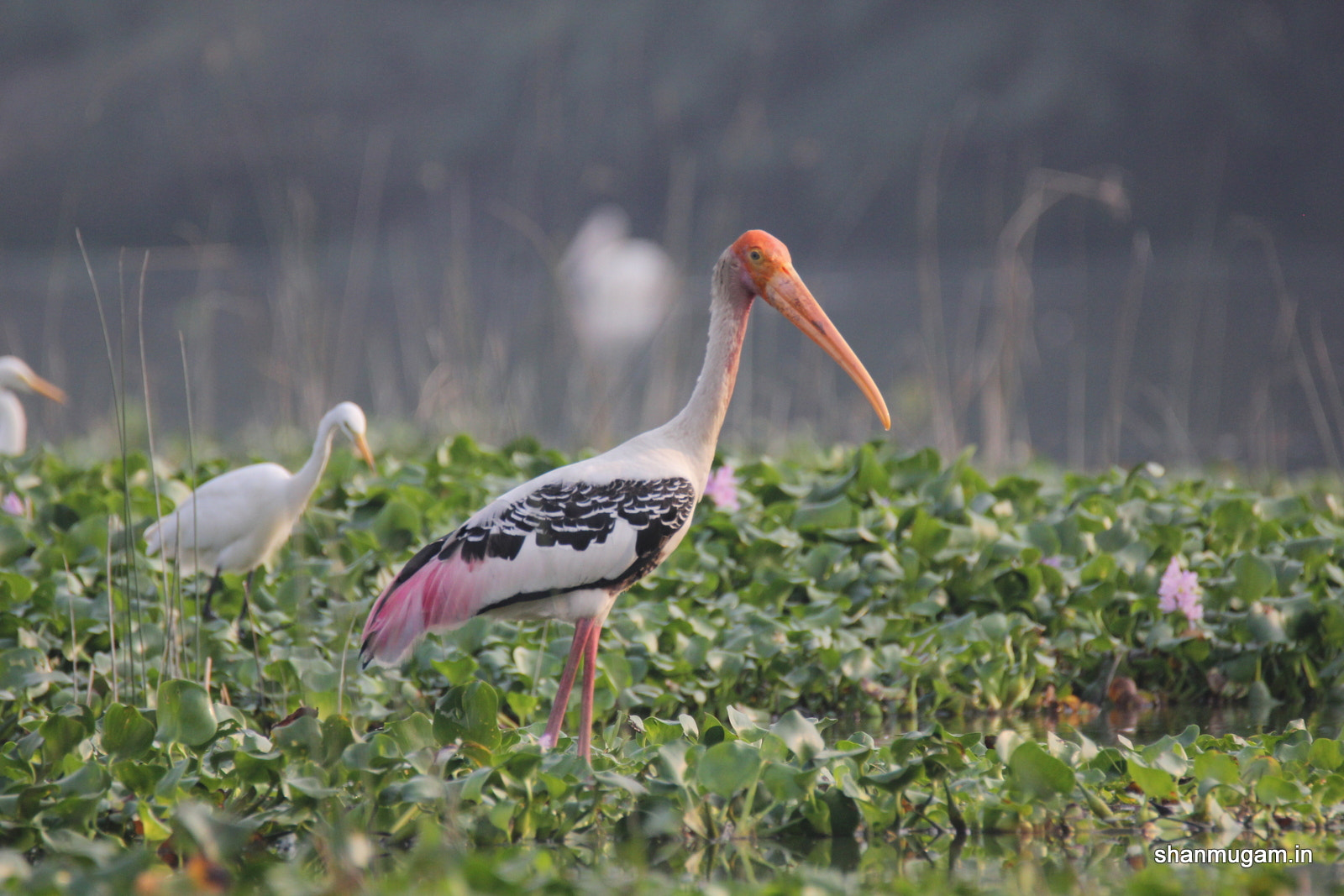 Tamron SP 150-600mm F5-6.3 Di VC USD sample photo. Birds painted stok photography