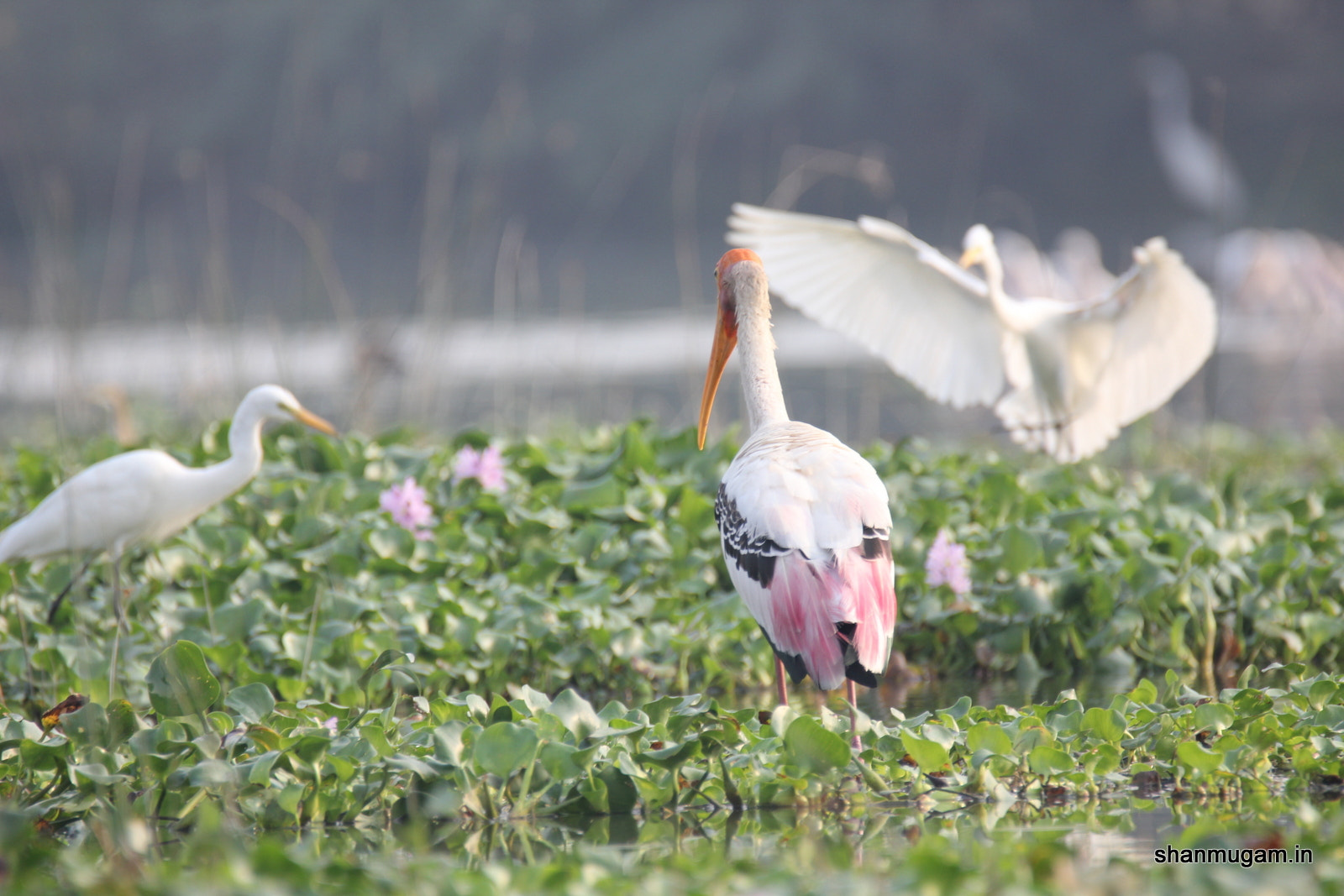 Tamron SP 150-600mm F5-6.3 Di VC USD sample photo. Birds painted stok photography