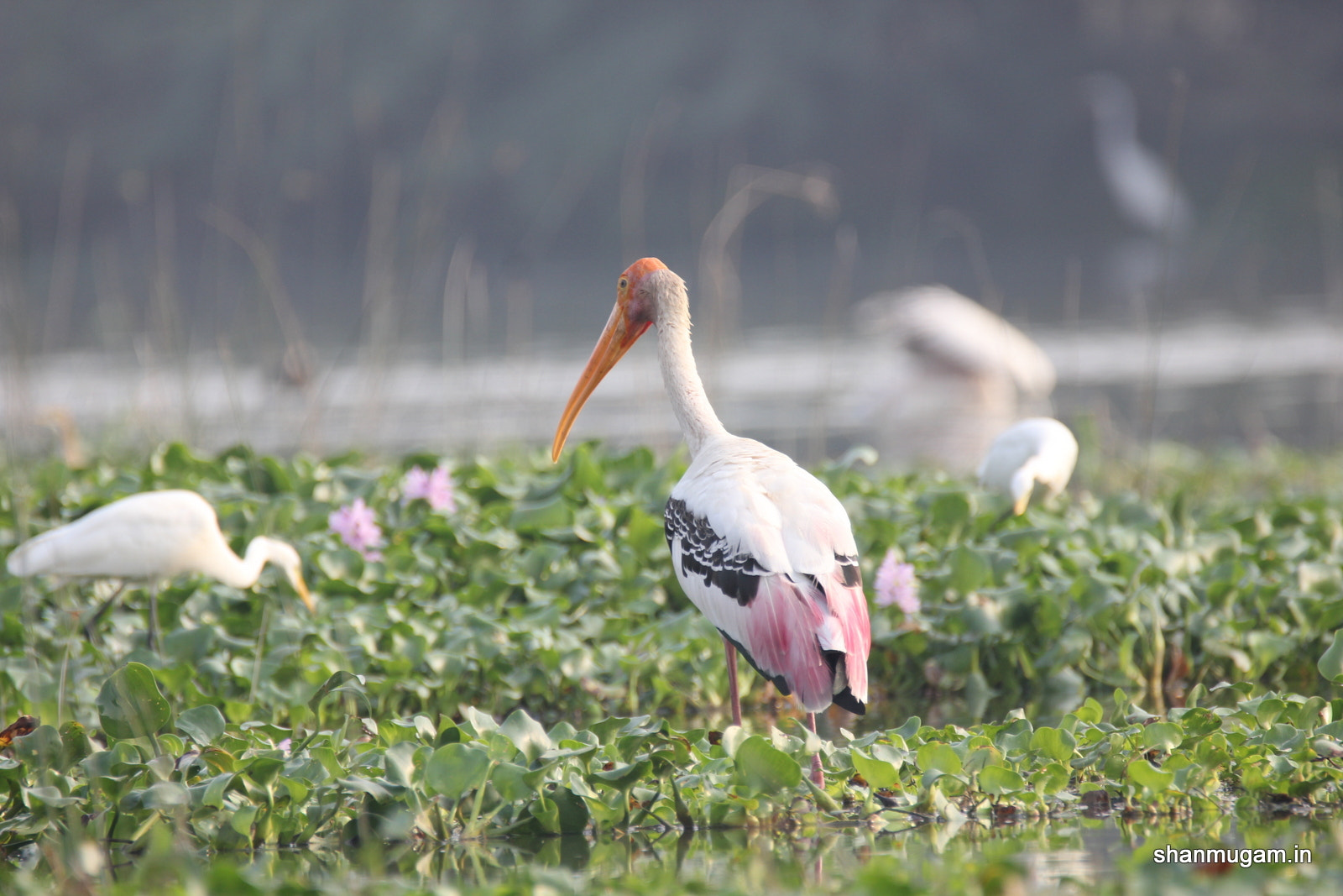 Tamron SP 150-600mm F5-6.3 Di VC USD sample photo. Birds painted stok photography