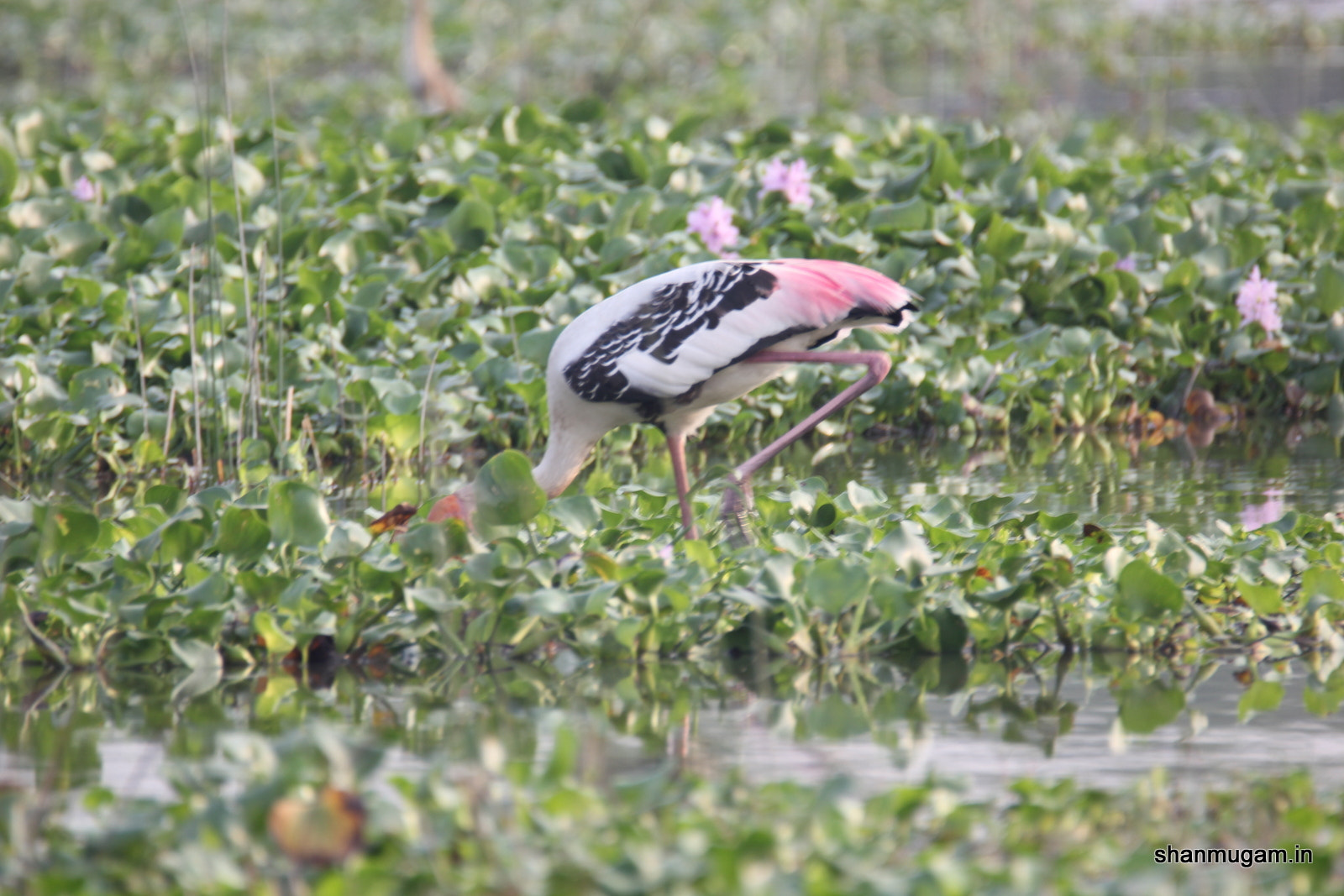 Tamron SP 150-600mm F5-6.3 Di VC USD sample photo. Birds painted stok photography