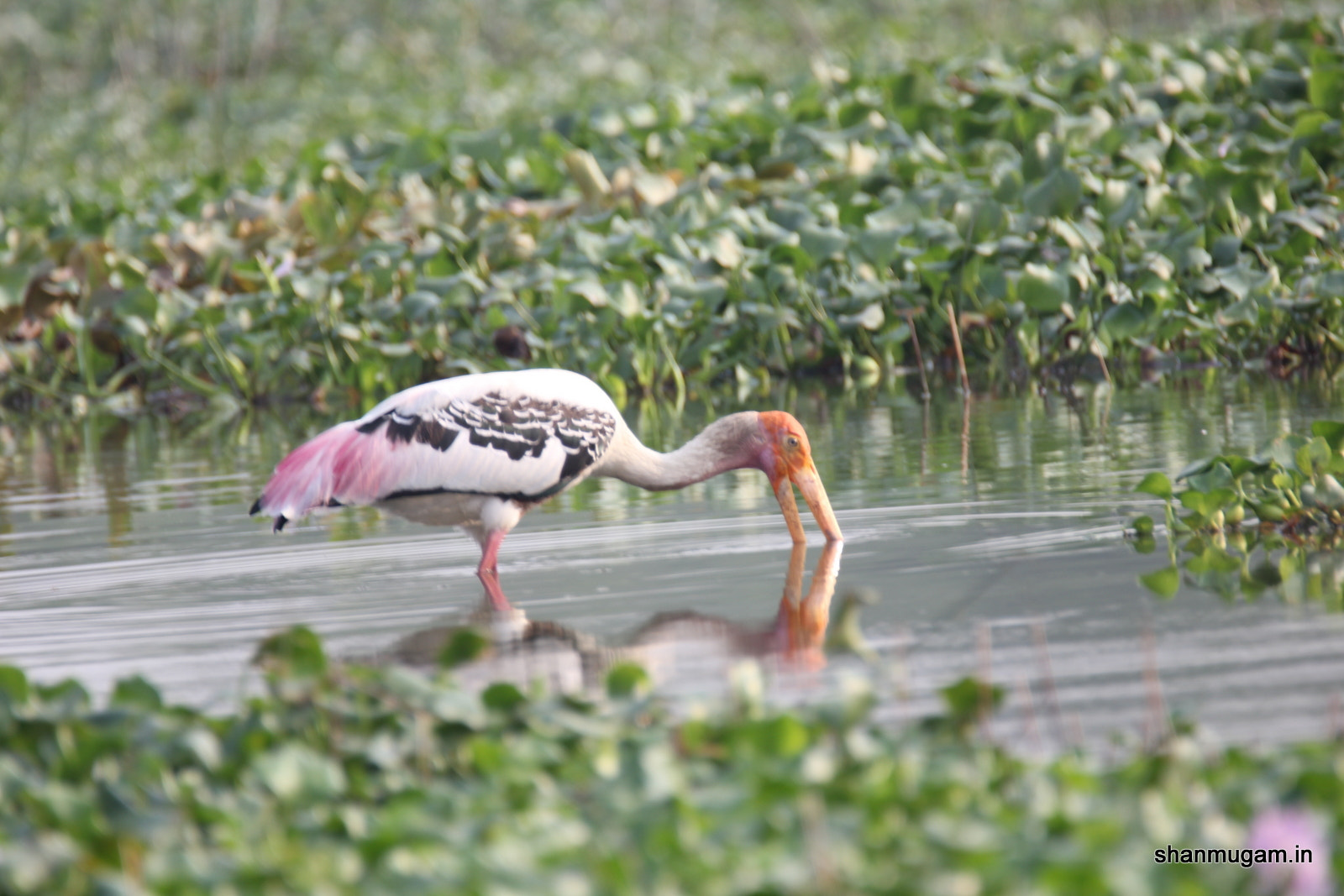 Tamron SP 150-600mm F5-6.3 Di VC USD sample photo. Birds painted stok photography