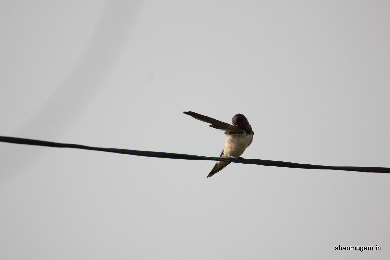 Tamron SP 150-600mm F5-6.3 Di VC USD sample photo. Barn swallow photography