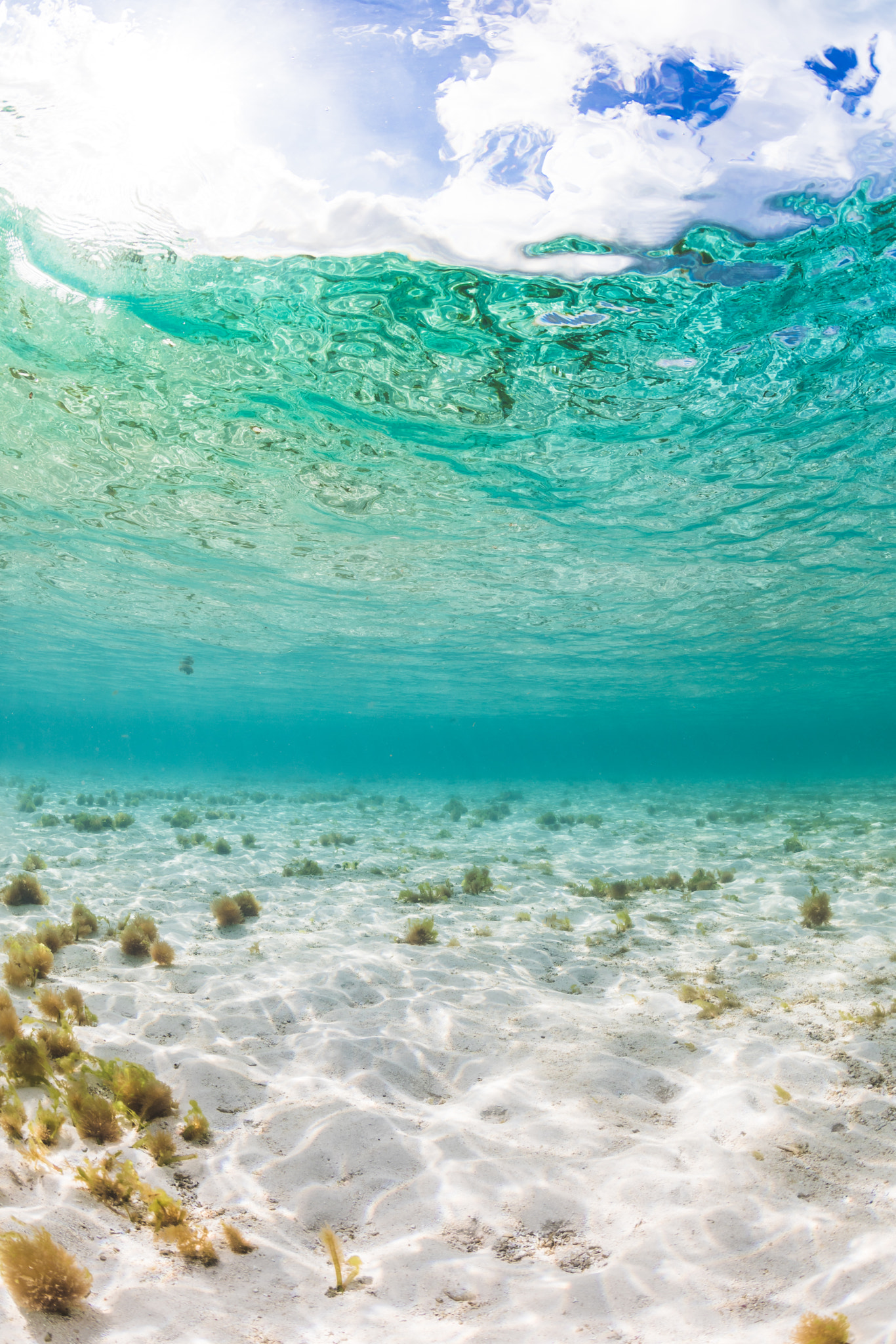 Canon EF 8-15mm F4L Fisheye USM sample photo. Underwater world photography