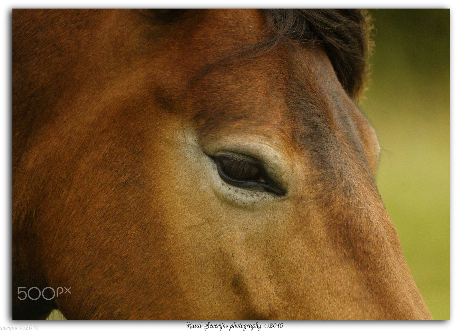 Sony Alpha DSLR-A550 + Sony 500mm F8 Reflex sample photo. Close-up exmoor pony photography
