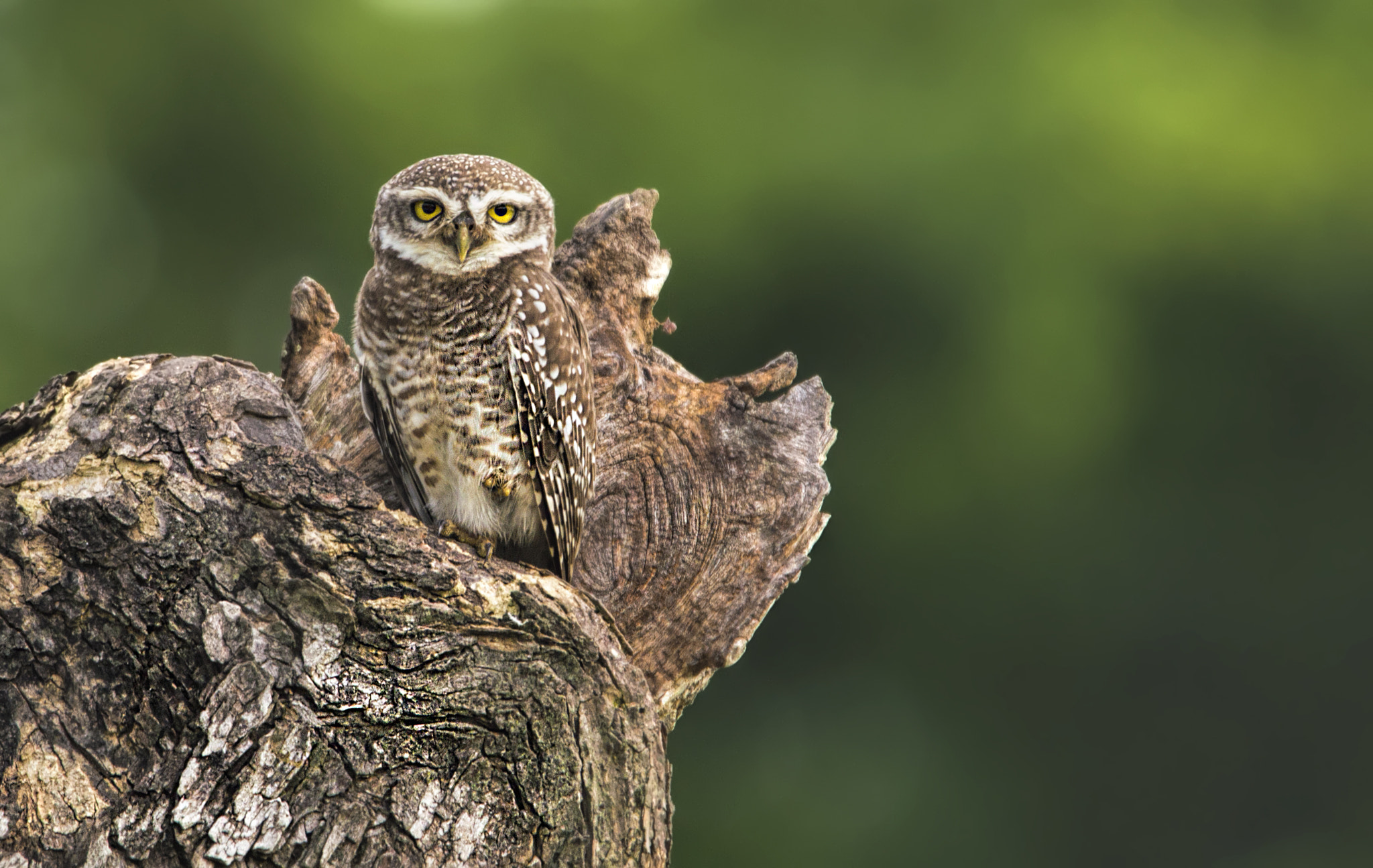 Nikon D3200 + Tamron SP 150-600mm F5-6.3 Di VC USD sample photo. A spotted owlet on its throne photography
