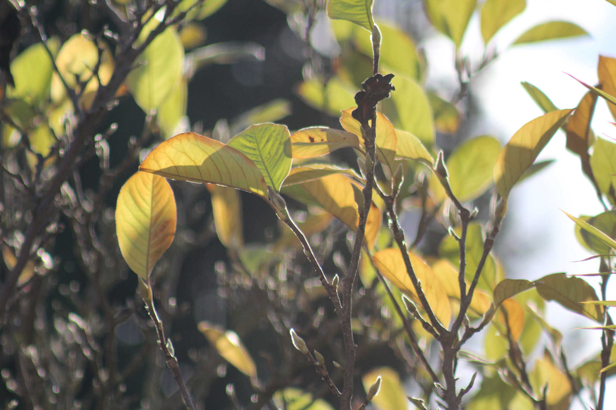 Canon EF 75-300mm f/4-5.6 USM sample photo. Img photography