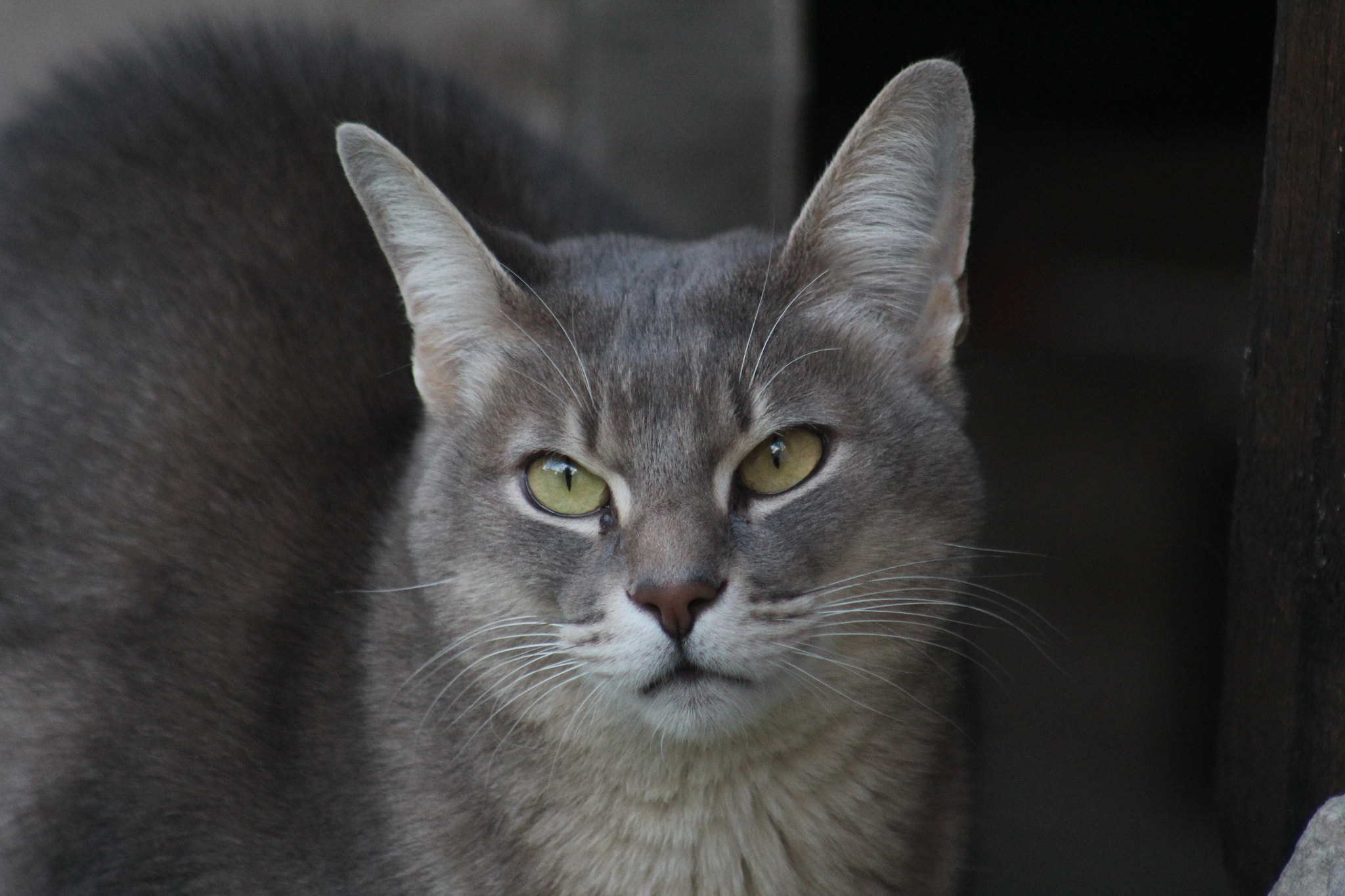 Canon EF 75-300mm f/4-5.6 USM sample photo. Img photography