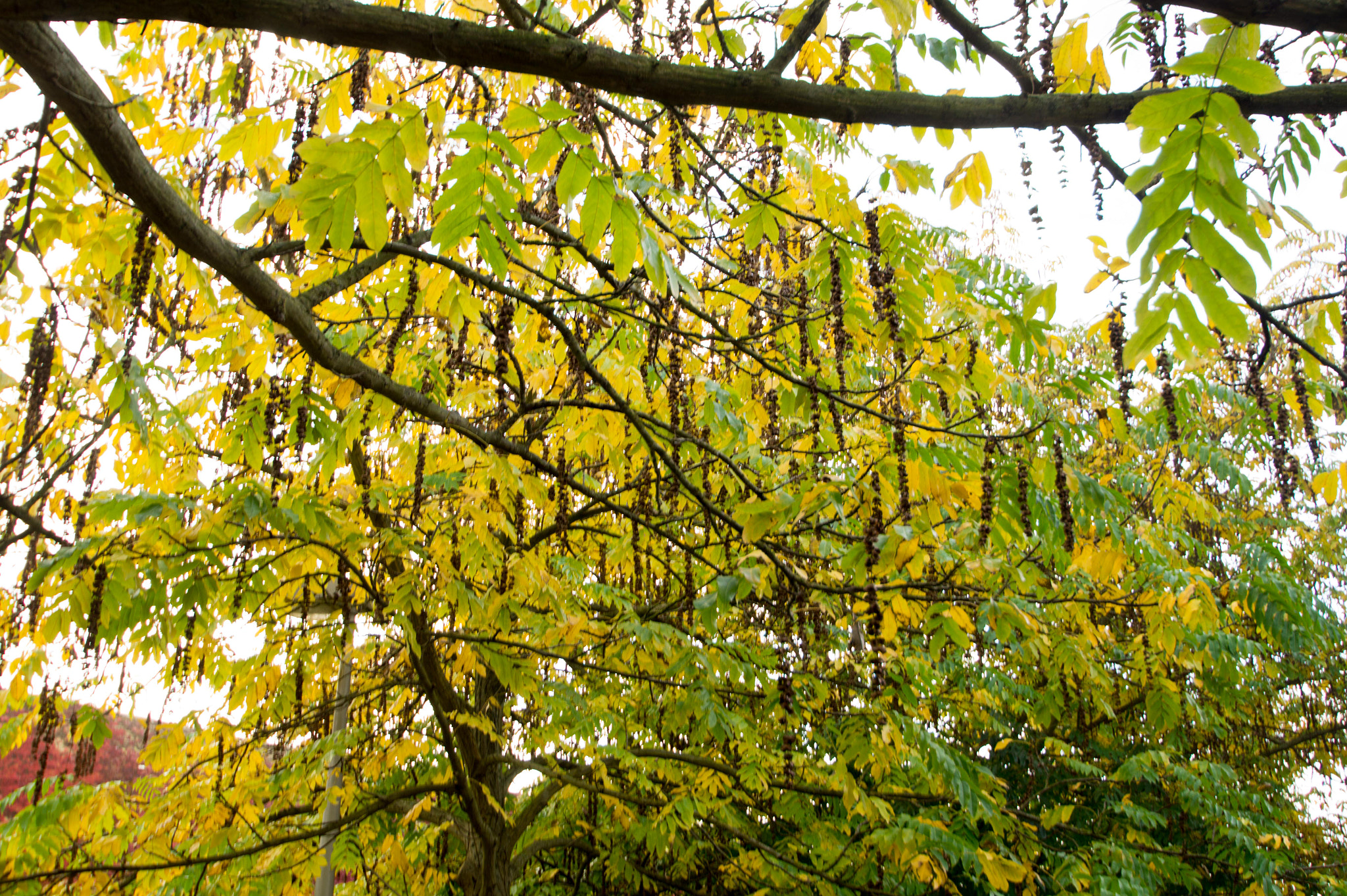 Sony SLT-A58 sample photo. Bewerkt photography
