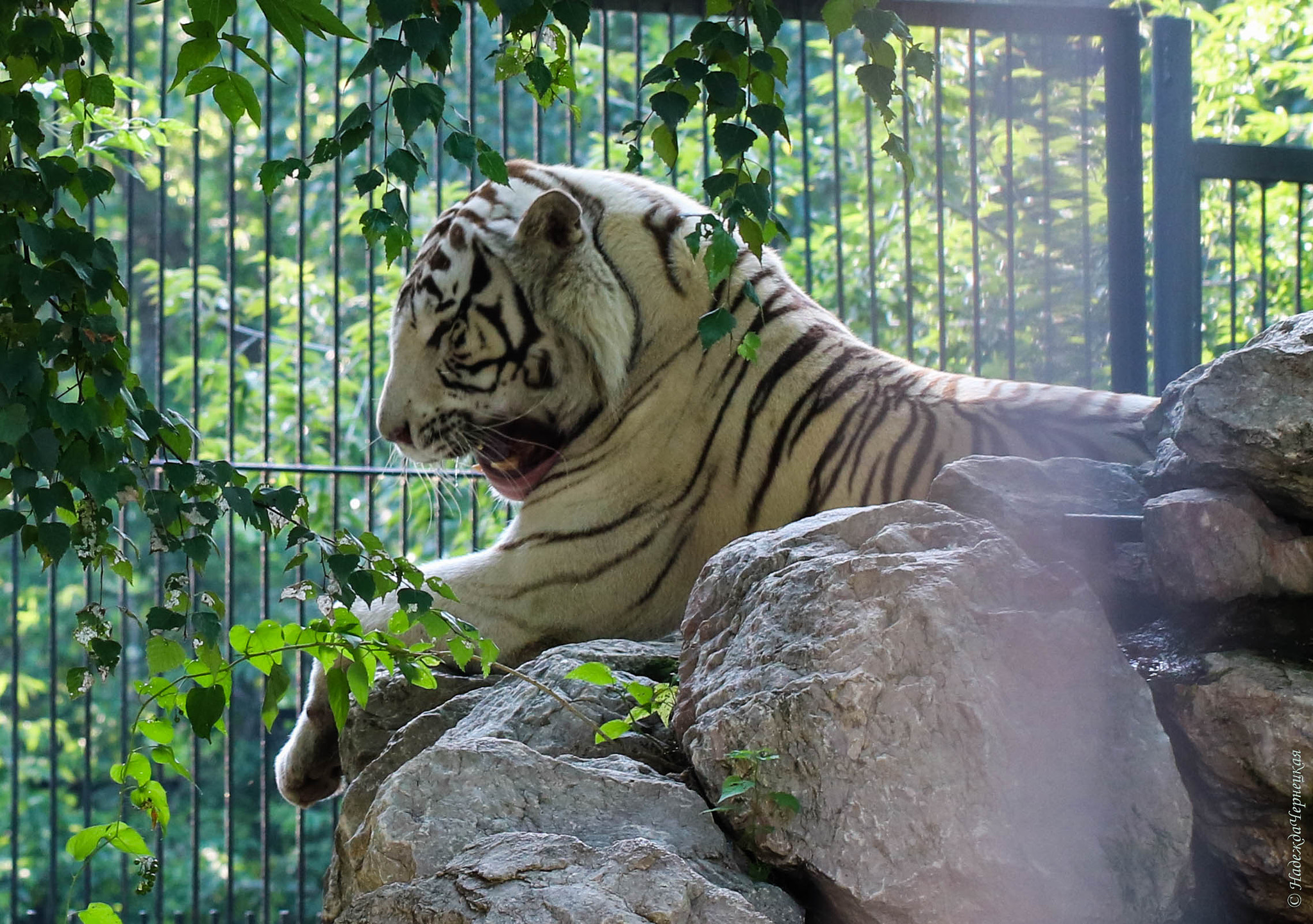 Canon EF 100mm F2.8L Macro IS USM sample photo. Белый тигр. white tiger. novosibirsk zoo. russia. photography