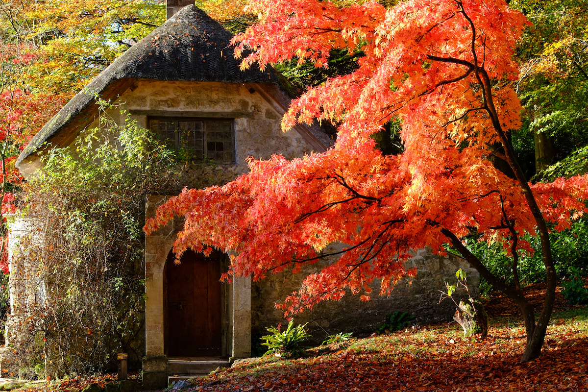 Fujifilm X-E1 + Fujifilm XF 55-200mm F3.5-4.8 R LM OIS sample photo. Autumn, the year's last, loveliest smile photography