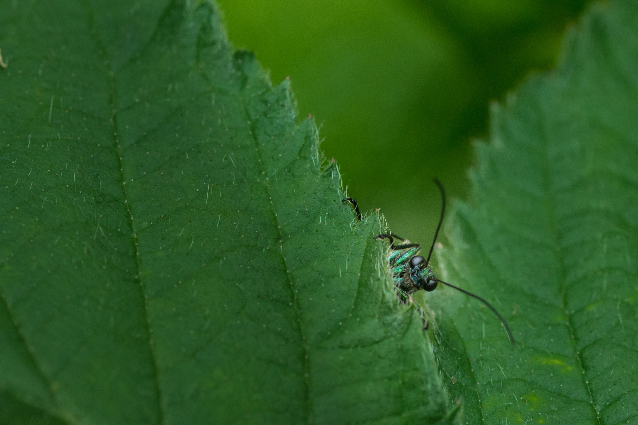 Canon EOS 700D (EOS Rebel T5i / EOS Kiss X7i) + Tamron SP AF 90mm F2.8 Di Macro sample photo. Hi photography