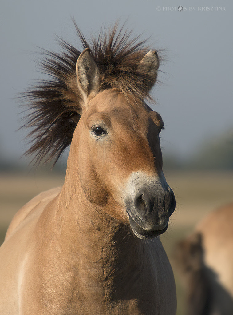 Sigma 50-500mm f/4-6.3 APO HSM EX sample photo. Przewalski wild horse photography
