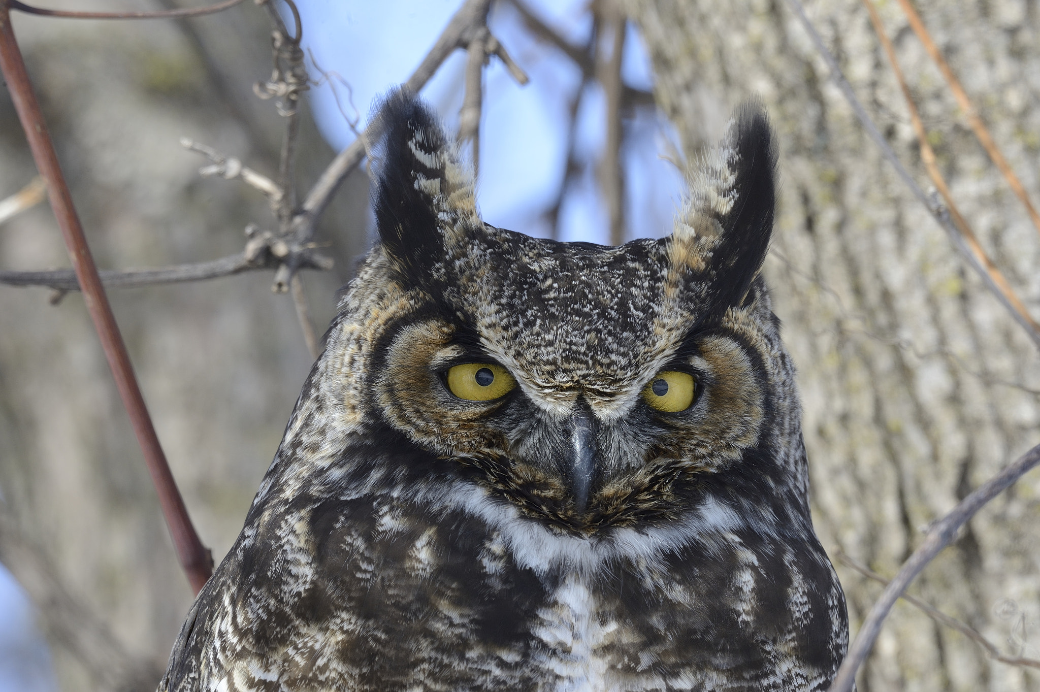 Nikon AF-S Nikkor 800mm F5.6E FL ED VR sample photo. Grand-duc d'amérique / great horned owl photography