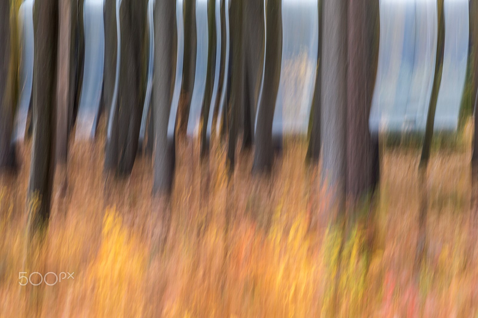 Canon EF 28-135mm F3.5-5.6 IS USM sample photo. Autumn abstract photography