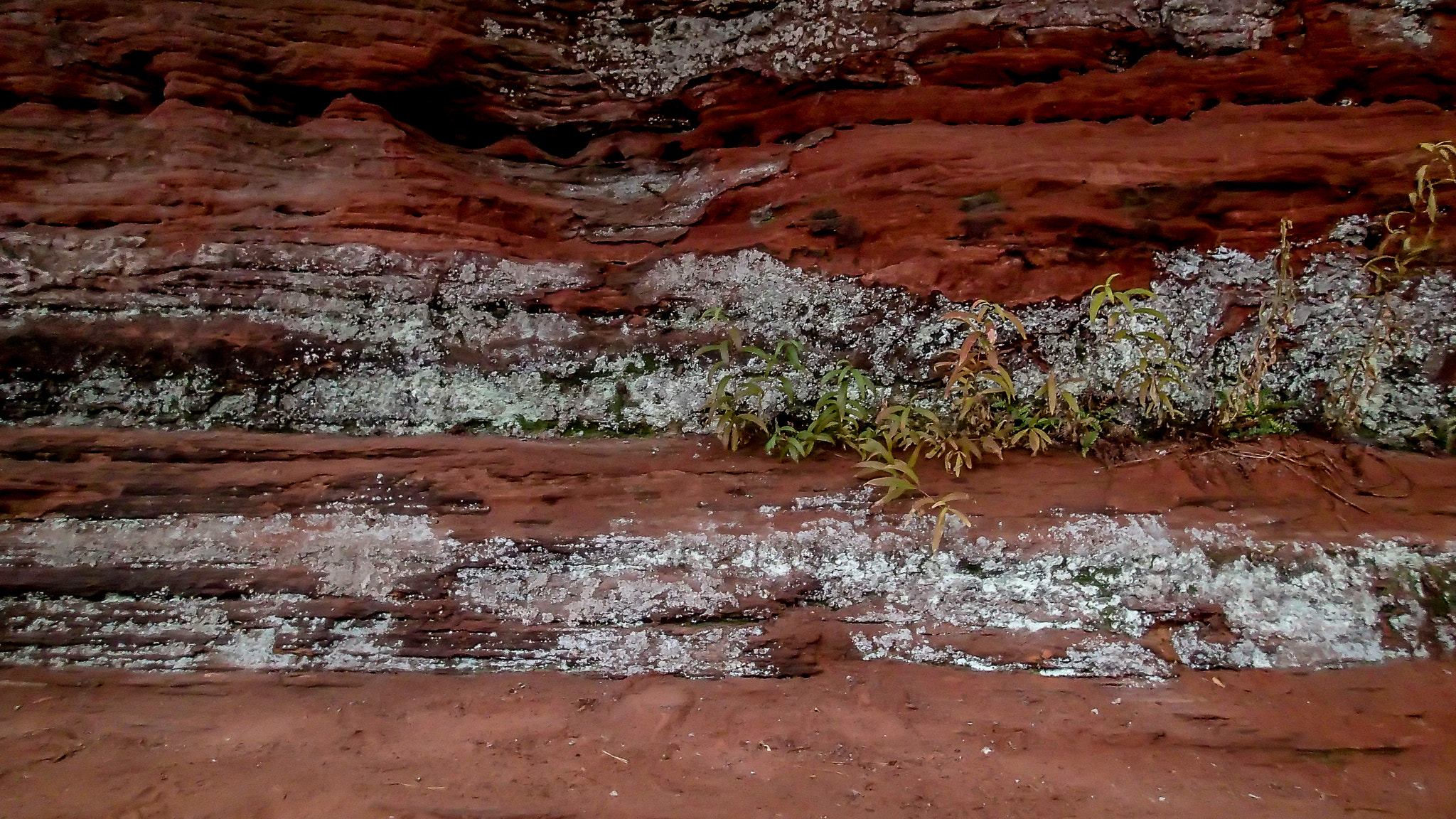 Olympus TG-2 sample photo. Lichens photography