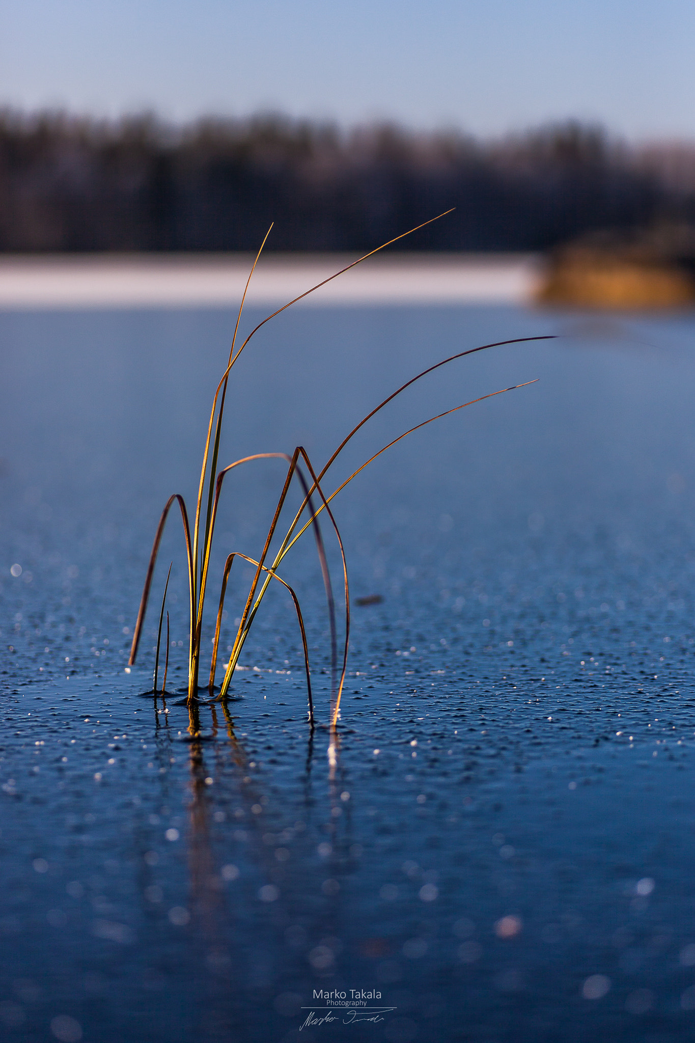 Canon EOS 5D Mark II + Tamron SP AF 90mm F2.8 Di Macro sample photo. First ice photography