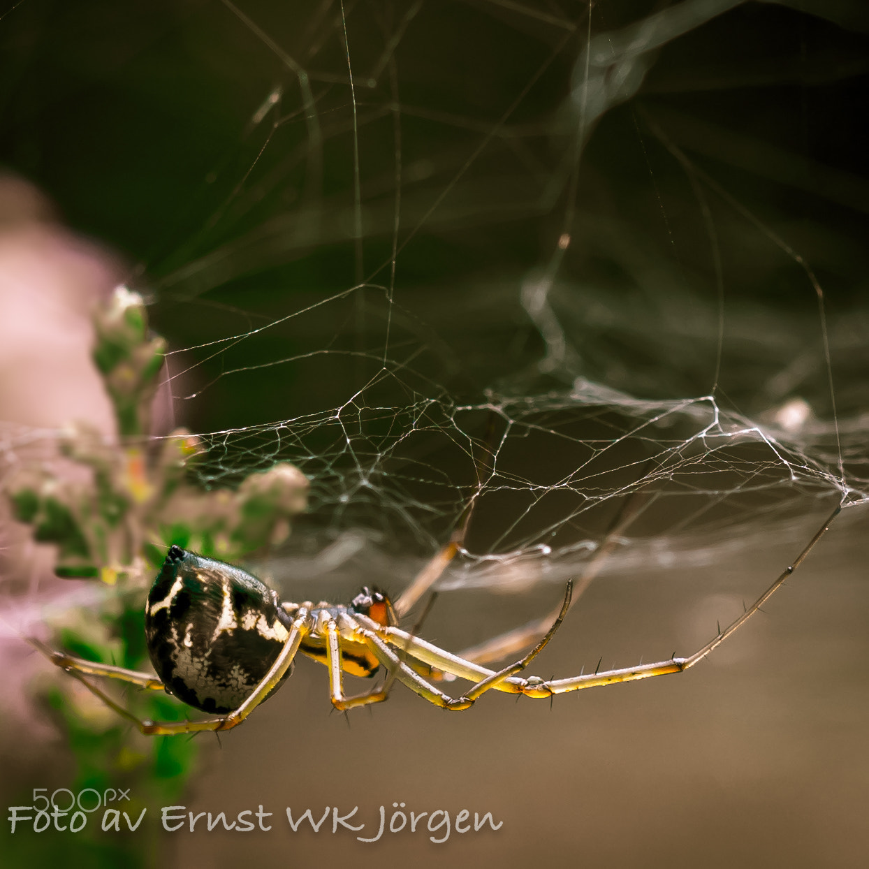 Olympus OM-D E-M10 II sample photo. Spider photography