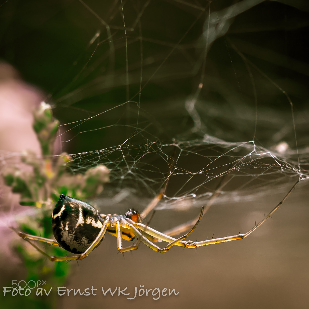 Olympus M.Zuiko Digital ED 60mm F2.8 Macro sample photo. Spider photography