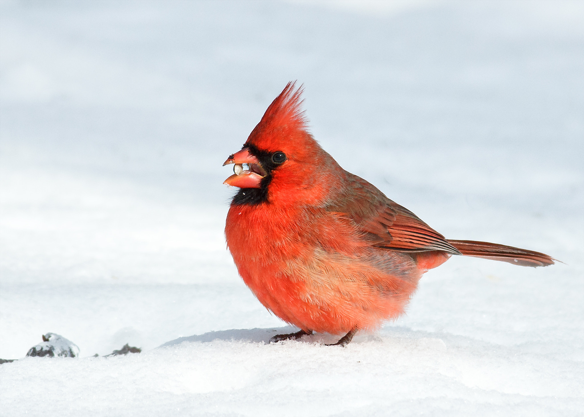 Sigma 150-500mm F5-6.3 DG OS HSM sample photo. Northern cardinal photography