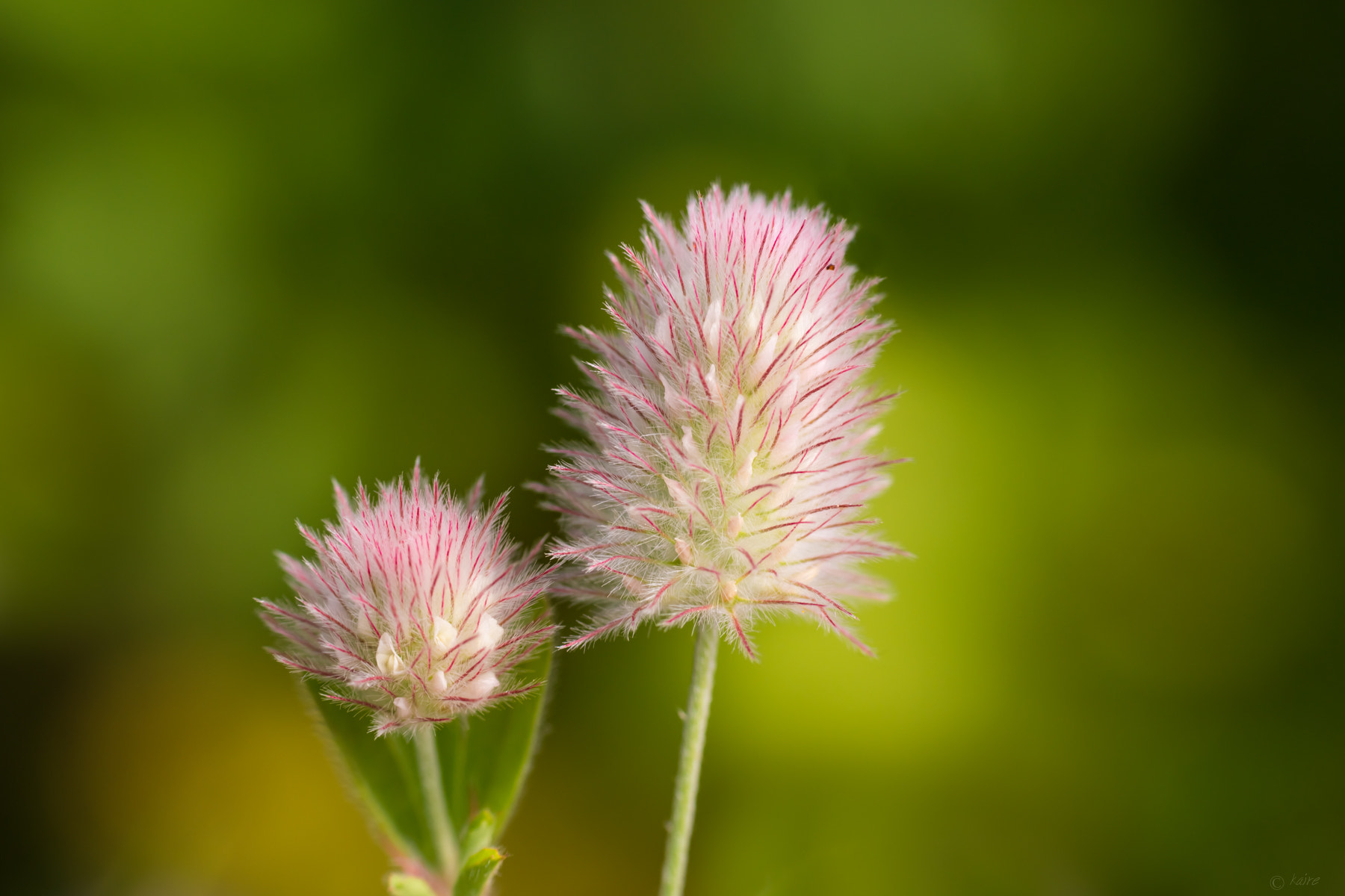 Tamron AF 55-200mm F4-5.6 Di II LD Macro sample photo. Rabbitfoot clover photography