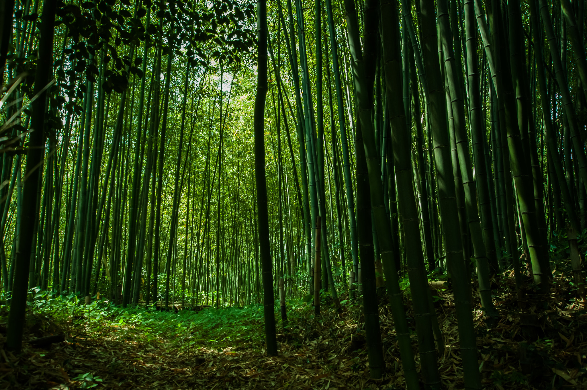 Nikon D90 sample photo. Bamboo photography