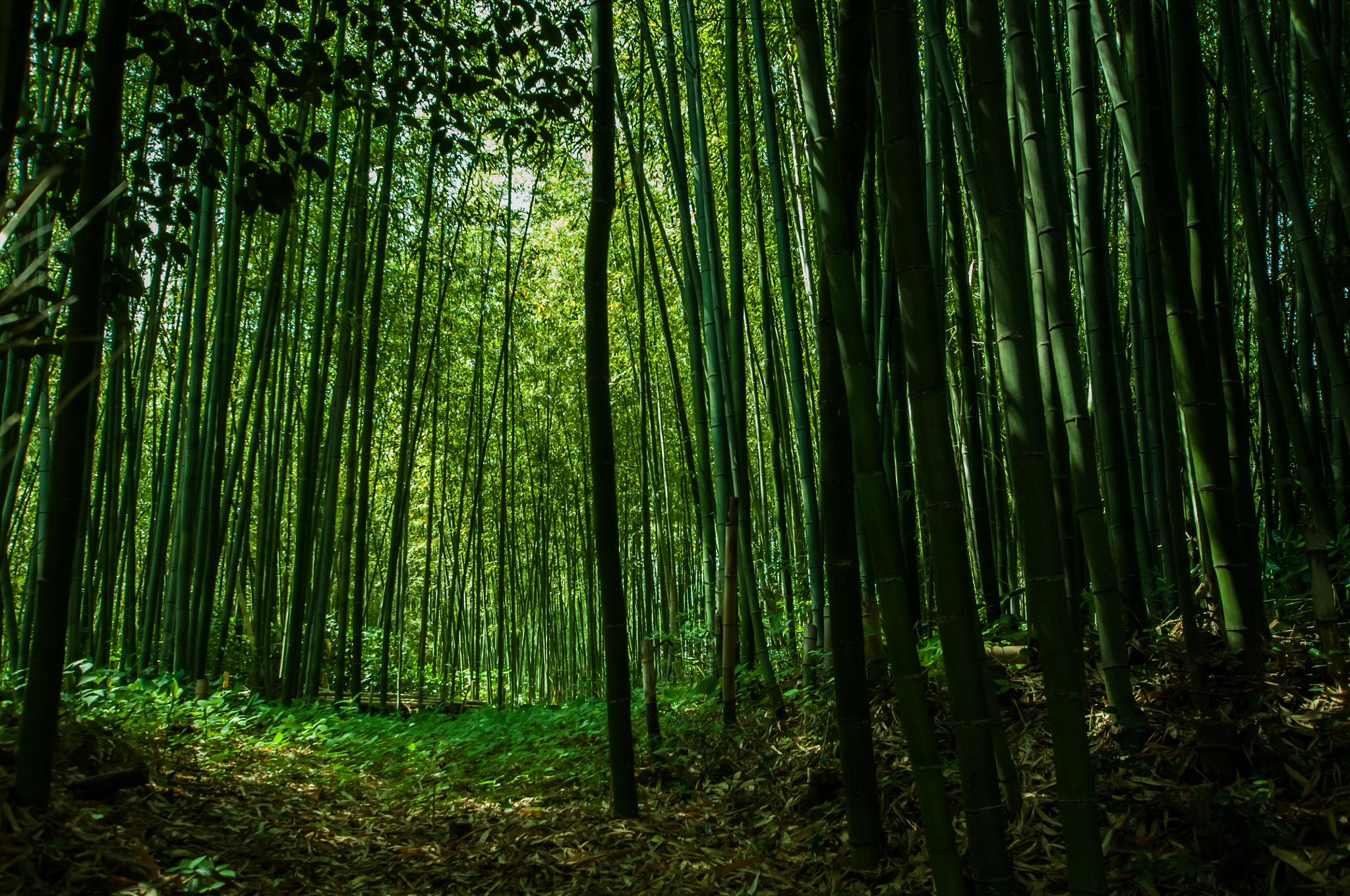 Nikon D90 + Sigma 10-20mm F3.5 EX DC HSM sample photo. Bamboo photography