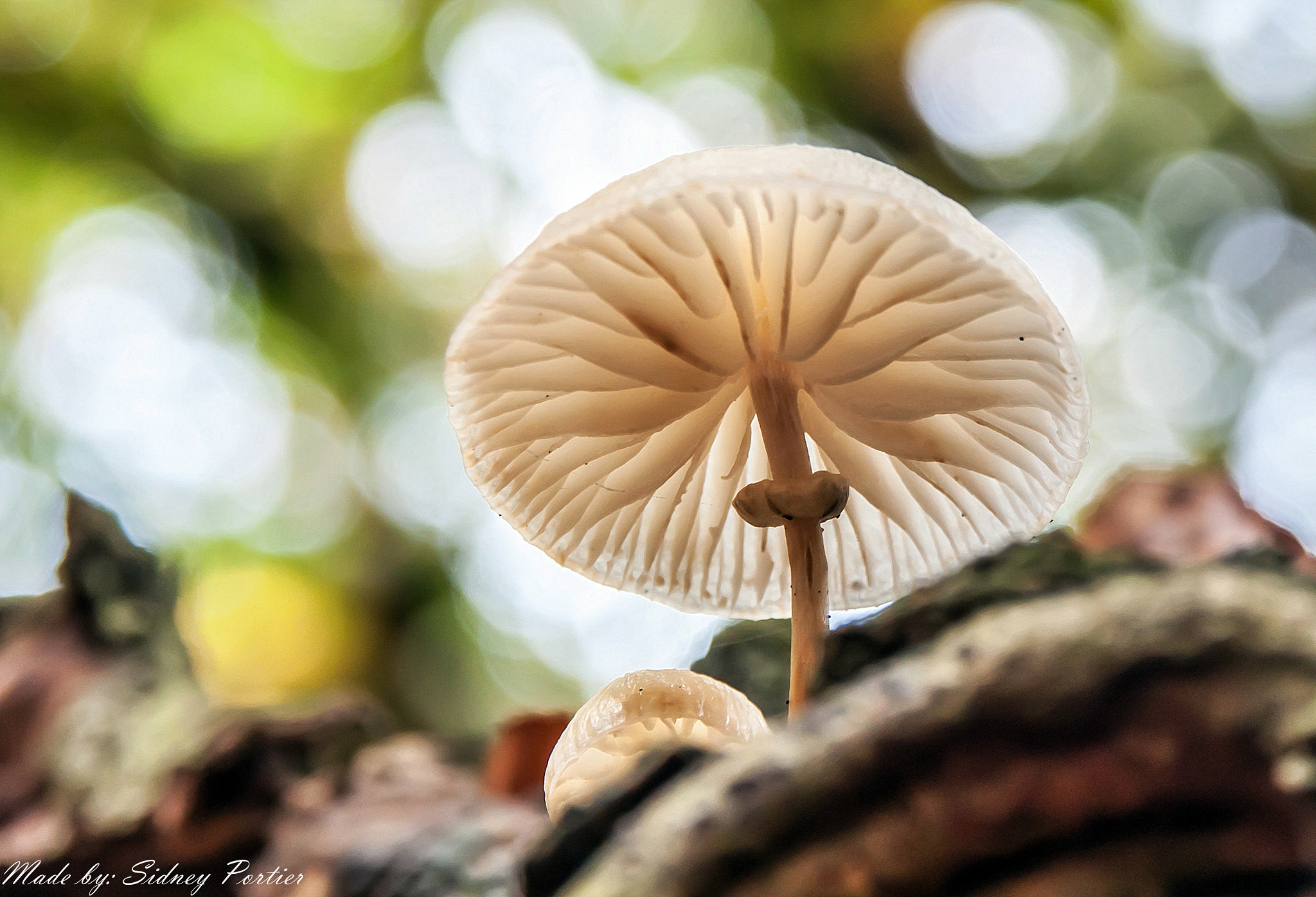 Nikon D90 sample photo. Mushroom photography