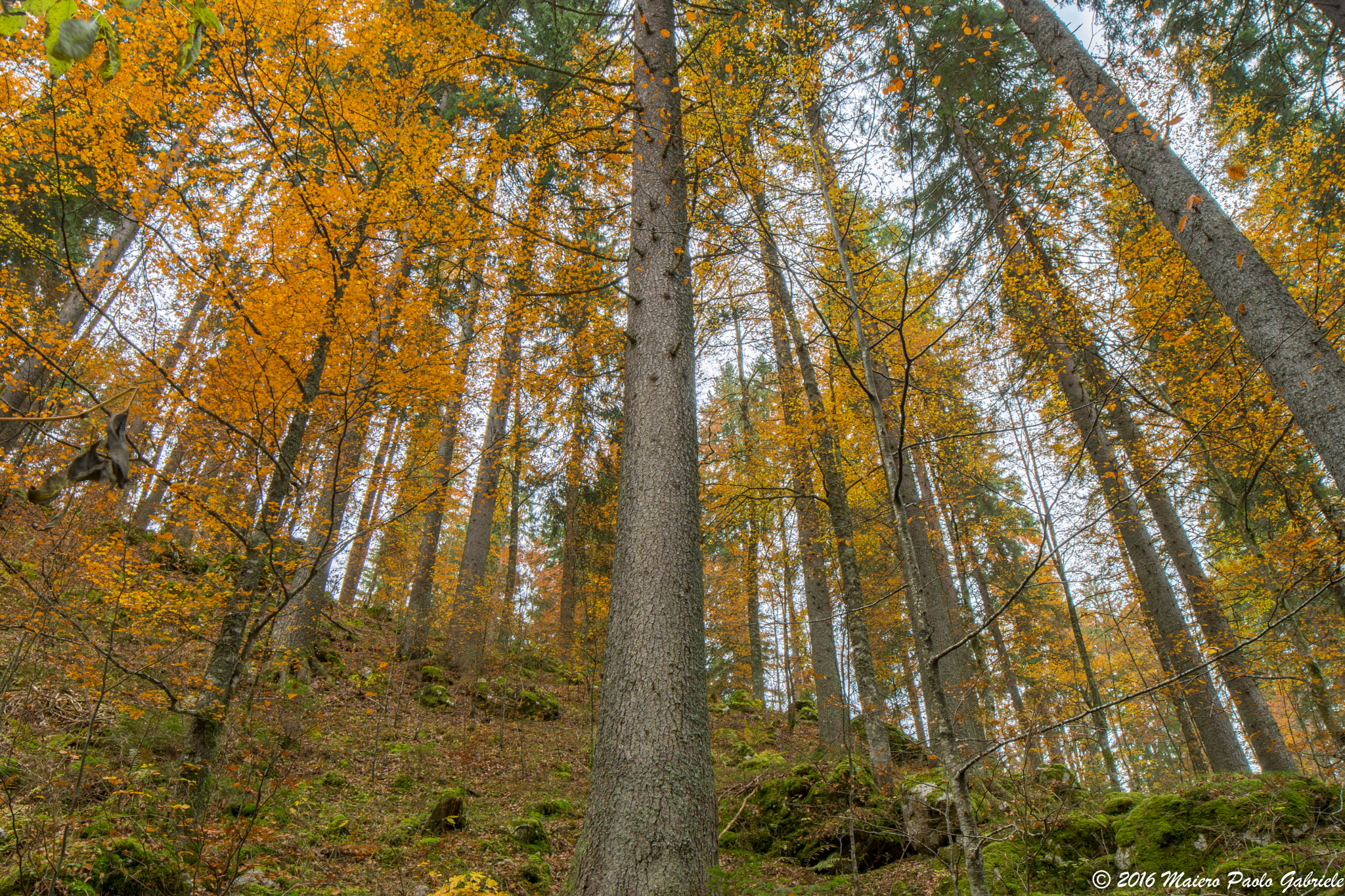 Samyang 14mm F2.8 ED AS IF UMC sample photo. In the forest photography