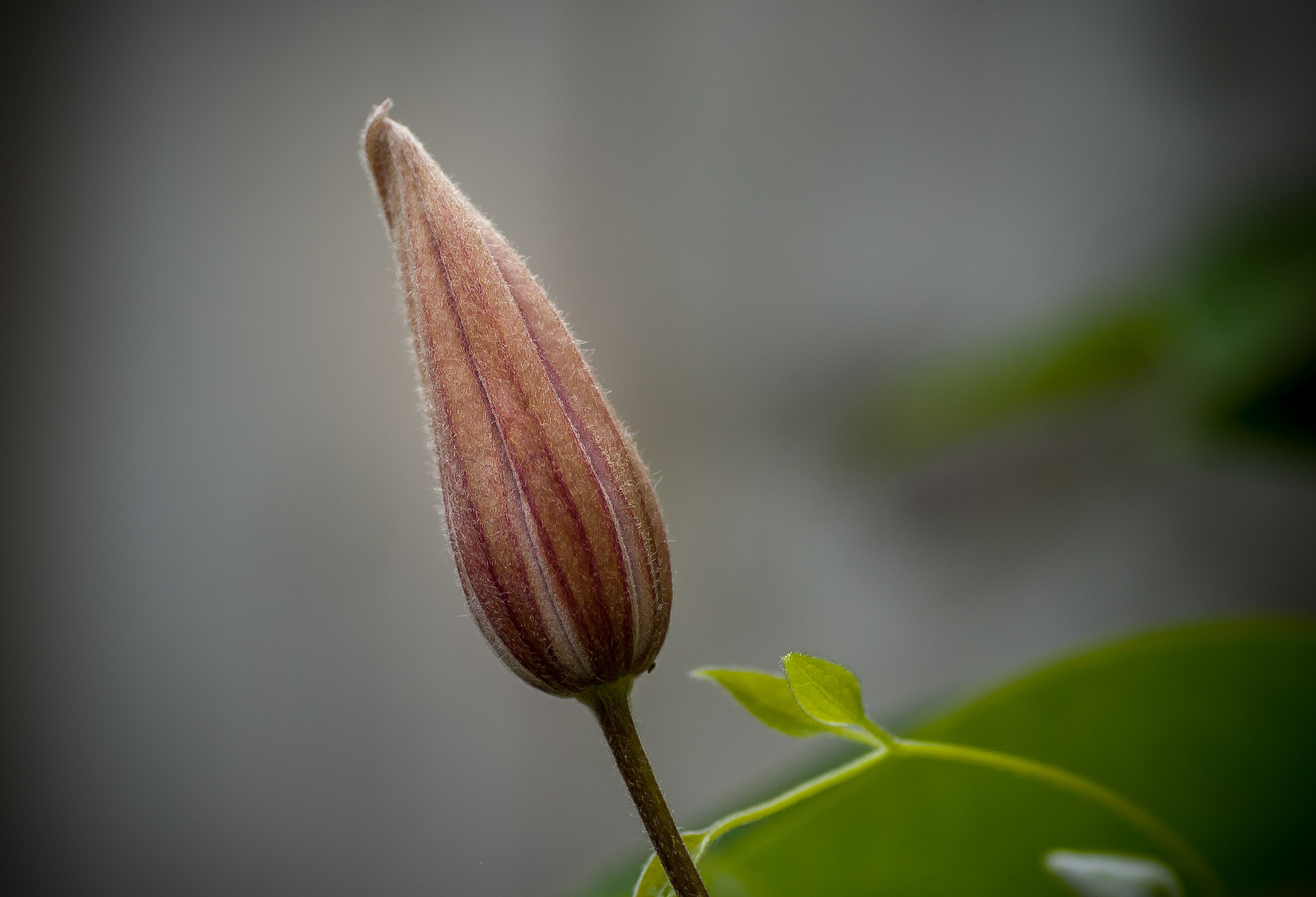 Nikon D70s sample photo. Tensity photography