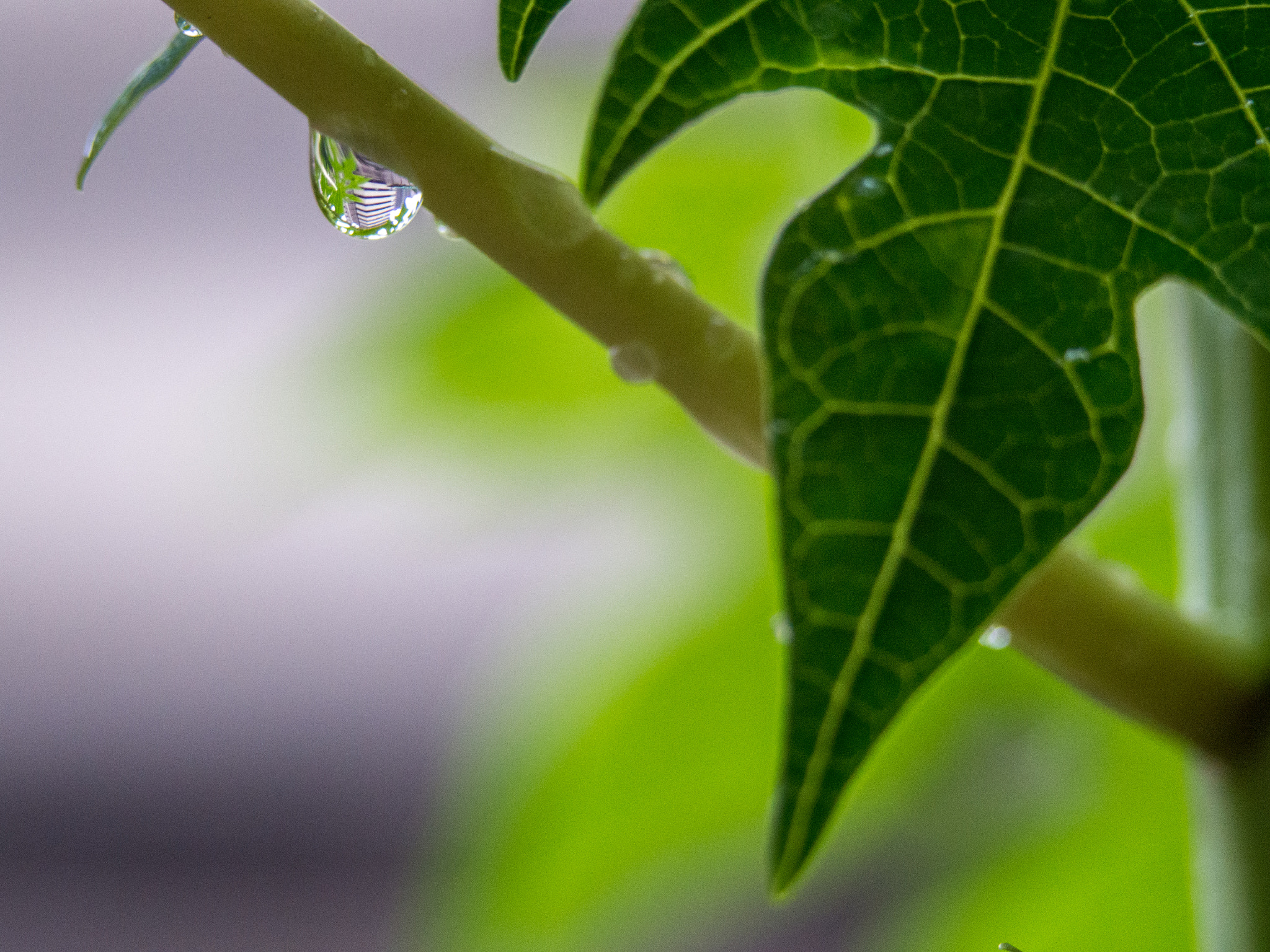 Olympus PEN E-PM2 sample photo. A tree branch that holds a building photography